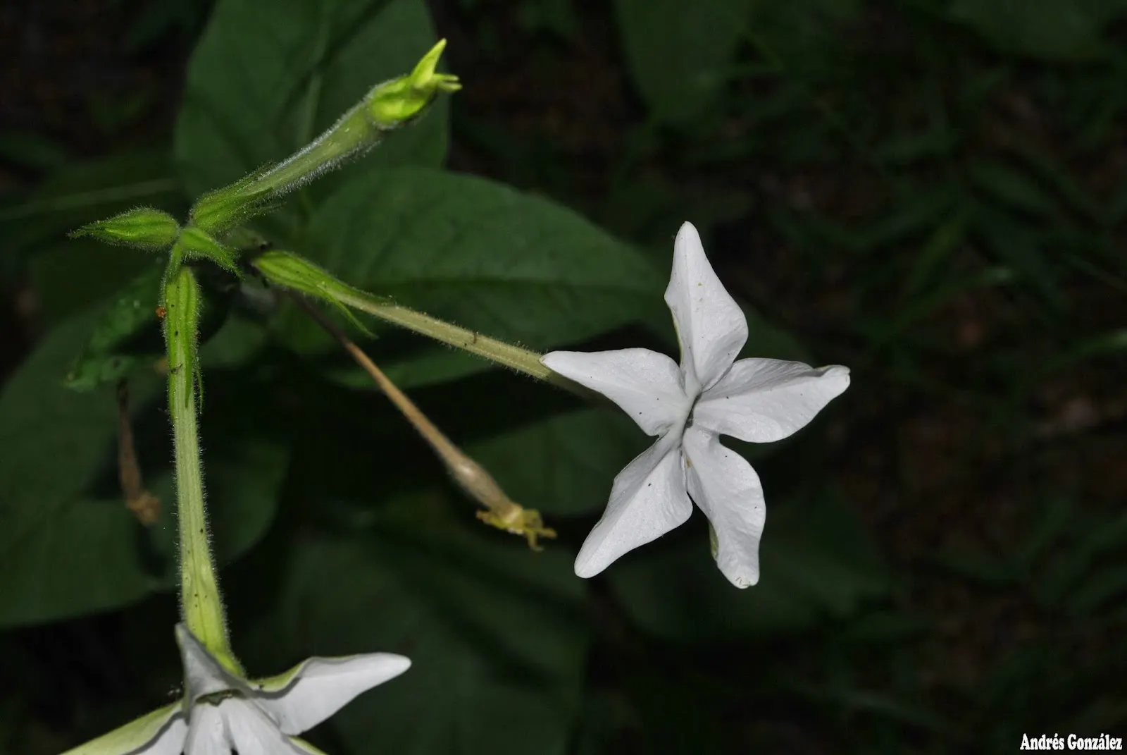 Flowering Tobacco (Nicotiana Alata) — annual with yellow blooms; and are known to release their sweet scent most intensely in the evening