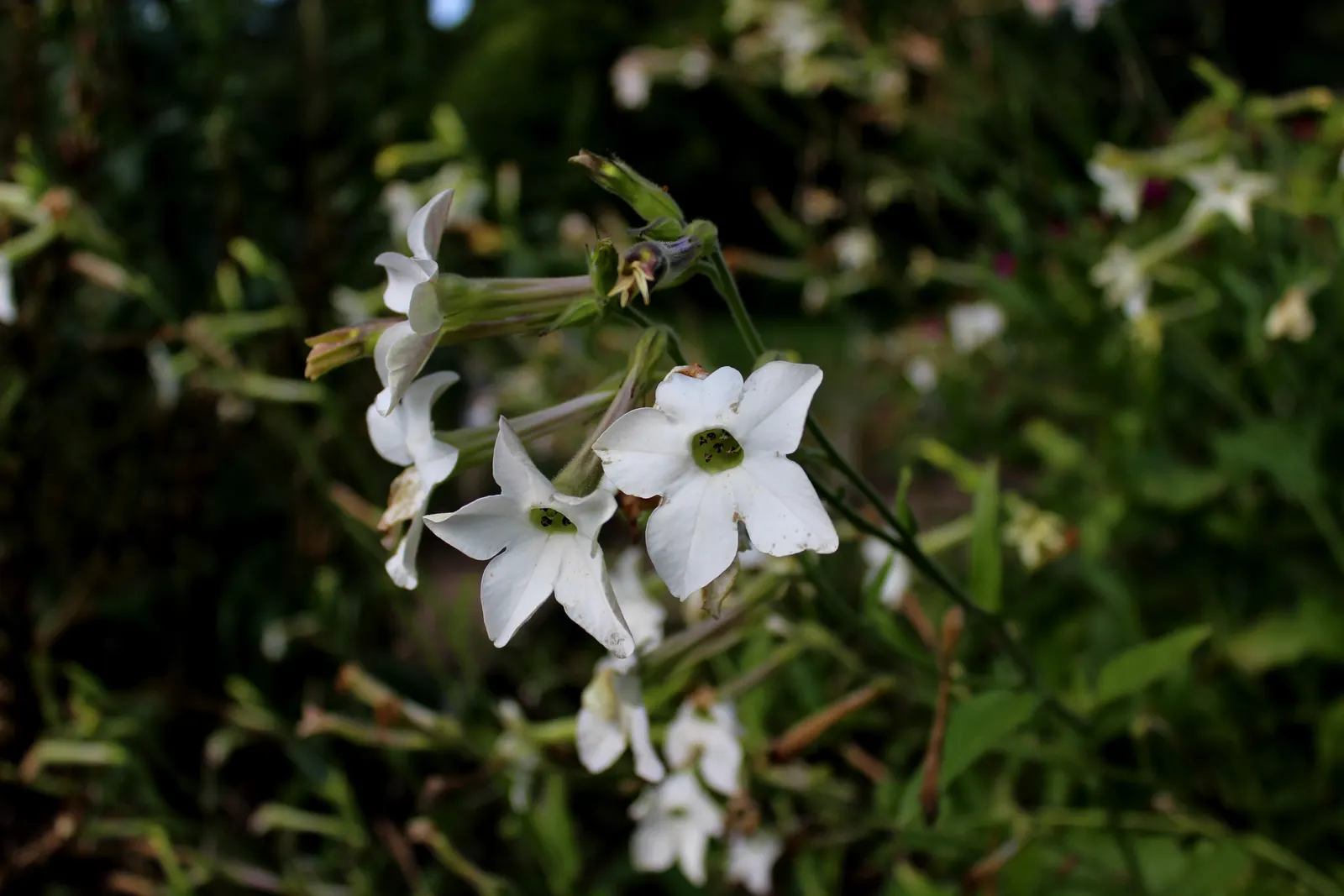 Flowering Tobacco (Nicotiana Alata) — yellow flowers in the garden; a member of the Solanaceae family