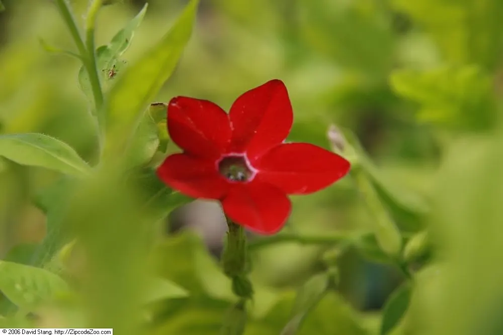 Flowering Tobacco (Nicotiana Alata) — adored for vertical accents