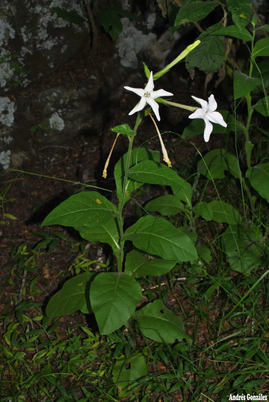Flowering Tobacco (Nicotiana Alata) — A member of the Solanaceae family