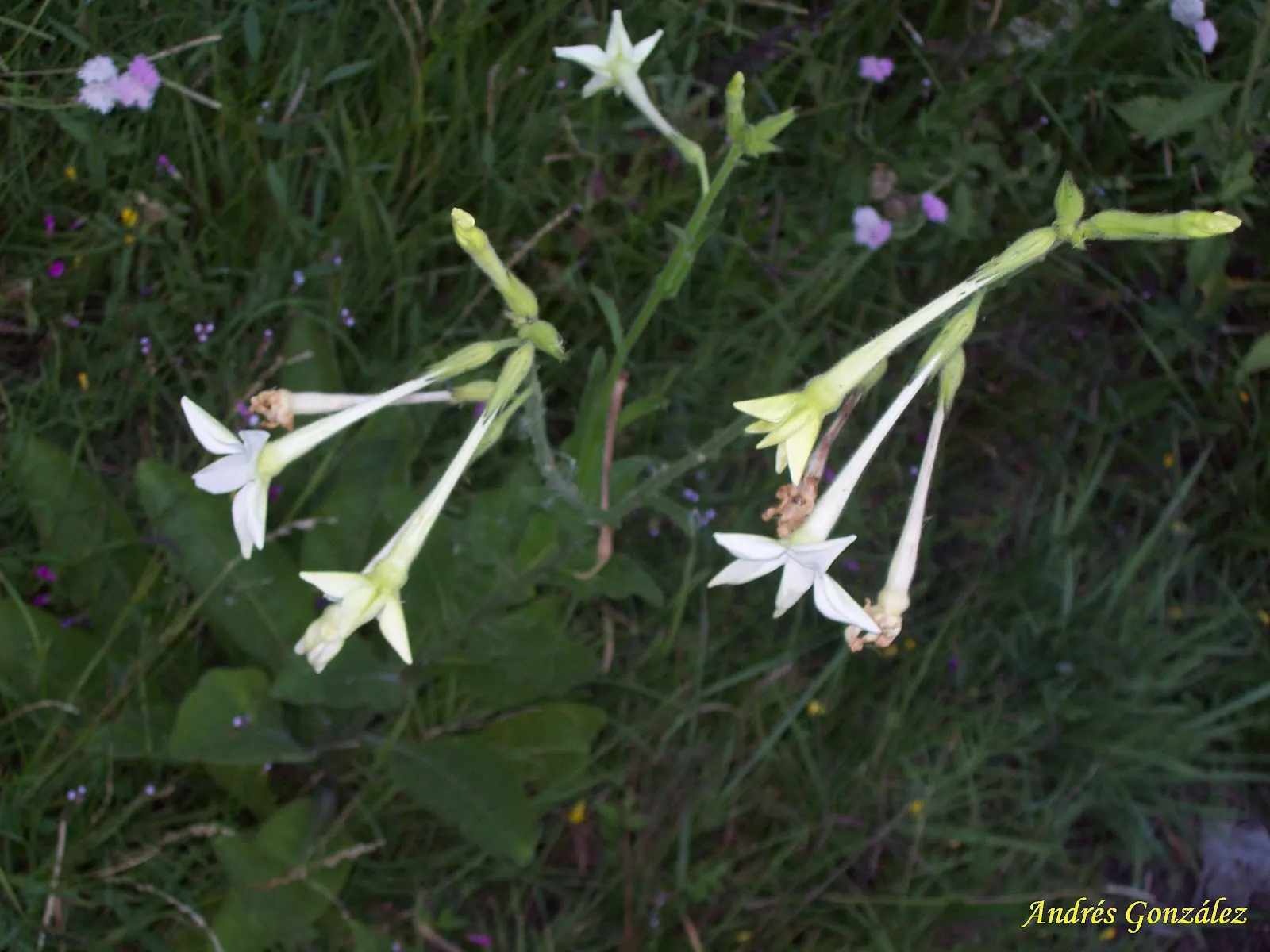 Flowering Tobacco (Nicotiana Alata) — nocturnal blooming habits; and are known to release their sweet scent most intensely in the evening