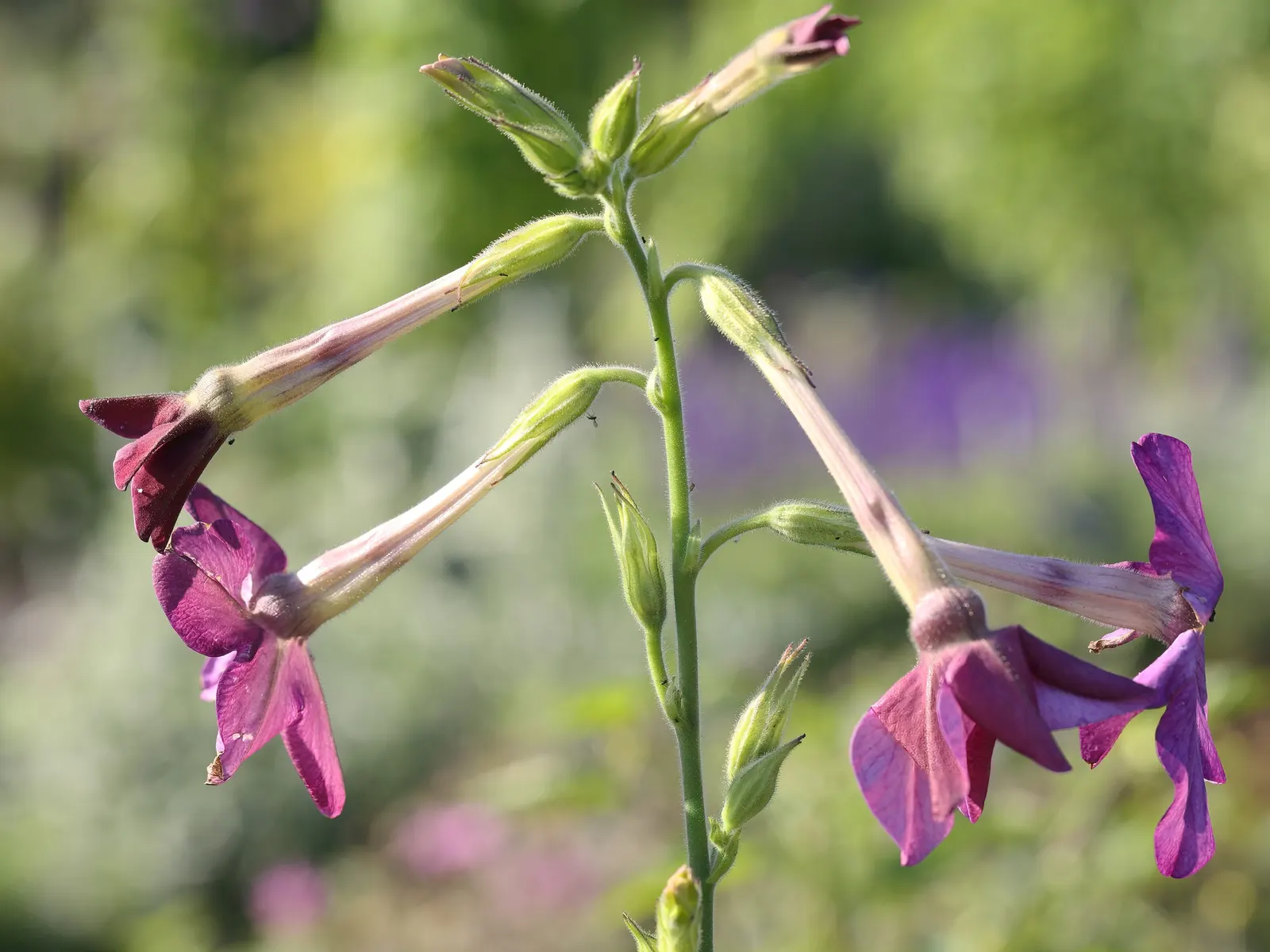 Flowering Tobacco (Nicotiana Alata) — inviting butterflies and hummingbirds to enhance the garden's dynamism and ecological diversity