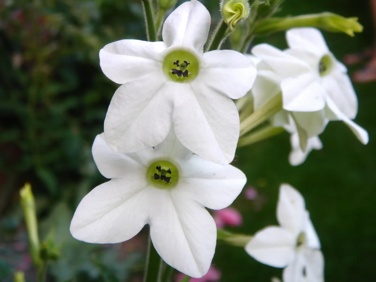 Flowering Tobacco (Nicotiana Alata) — scientifically named Nicotiana alata; averaging 3-5 ft tall, with a spread of 1-2 ft, this annual thrives in full sun to