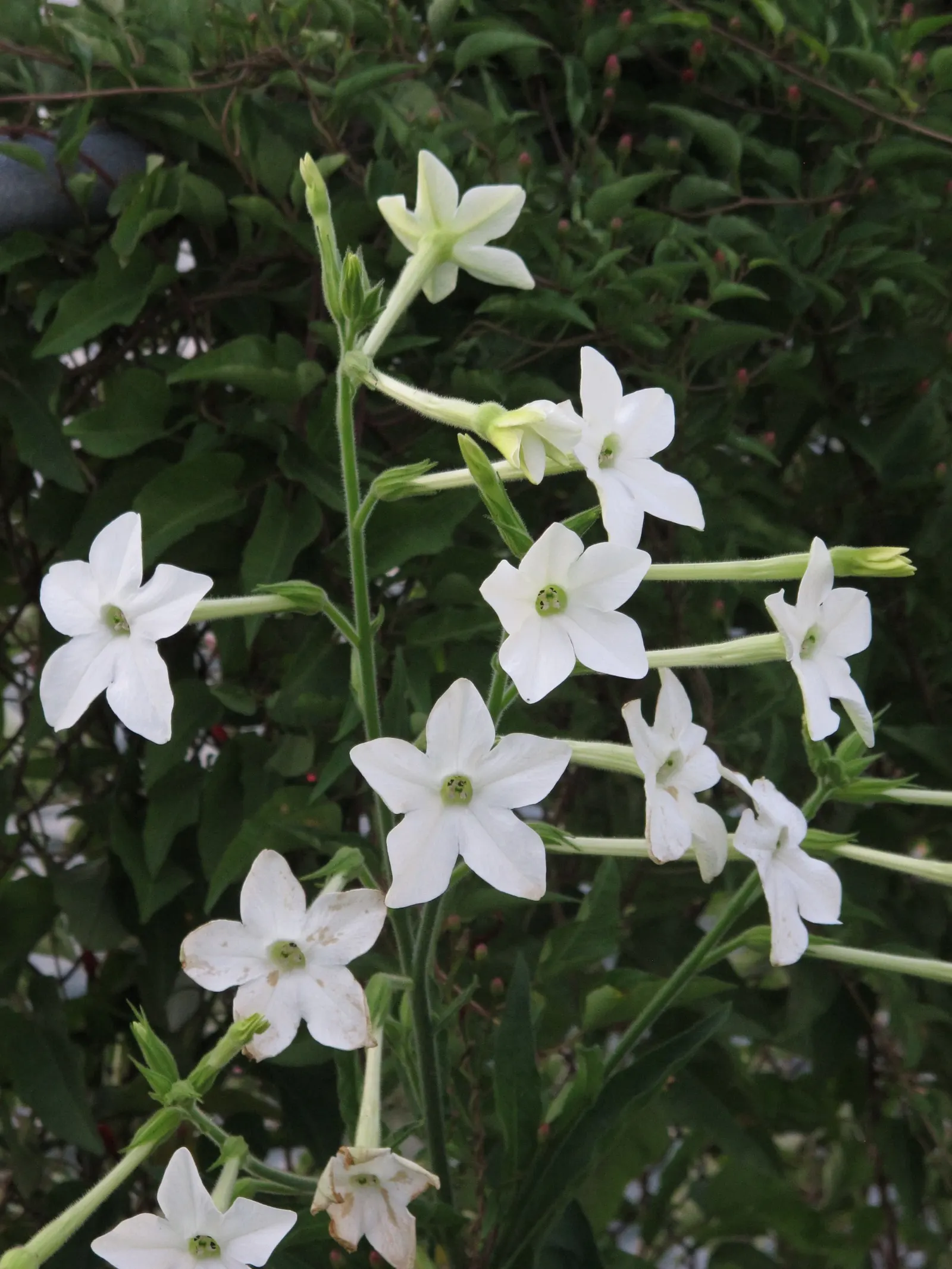 Flowering Tobacco (Nicotiana Alata) — ornamental plant that brings both visual appeal and aromatic delight to any landscape design; a member of the Solanaceae