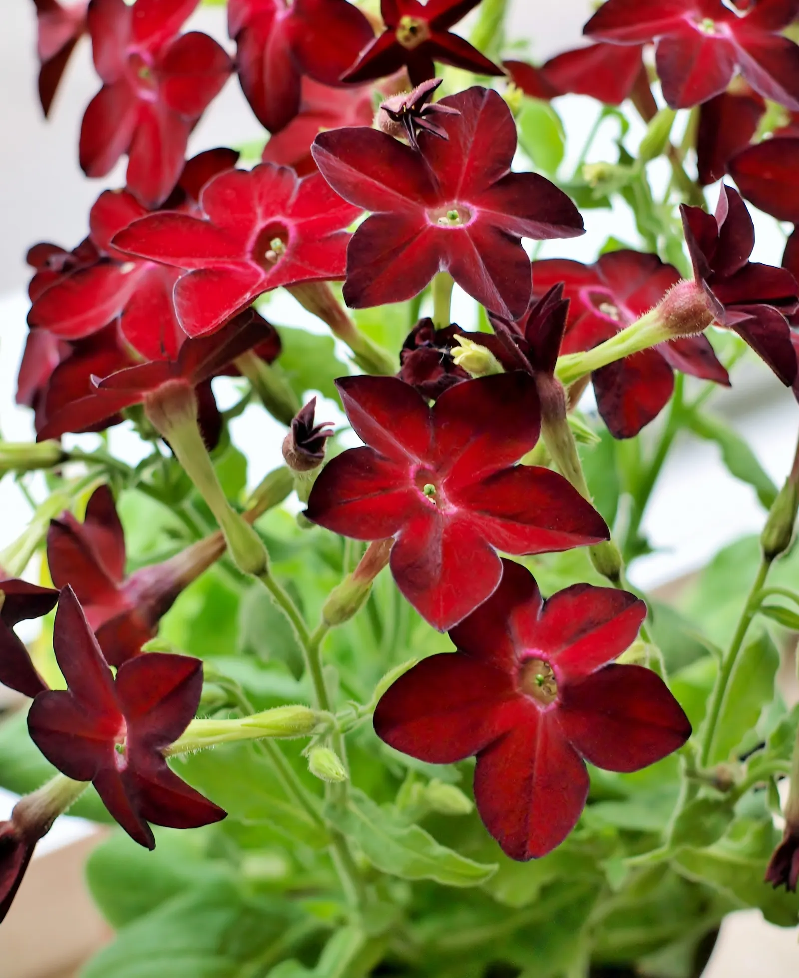 Flowering Tobacco (Nicotiana Alata) — and are known to release their sweet scent most intensely in the evening; a member of the Solanaceae family