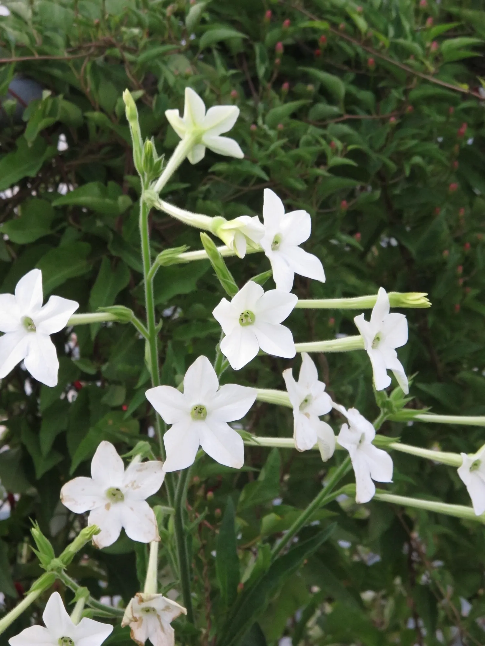 Flowering Tobacco (Nicotiana Alata) — adorn the upper portion of its stems; inviting butterflies and hummingbirds to enhance the garden's dynamism and