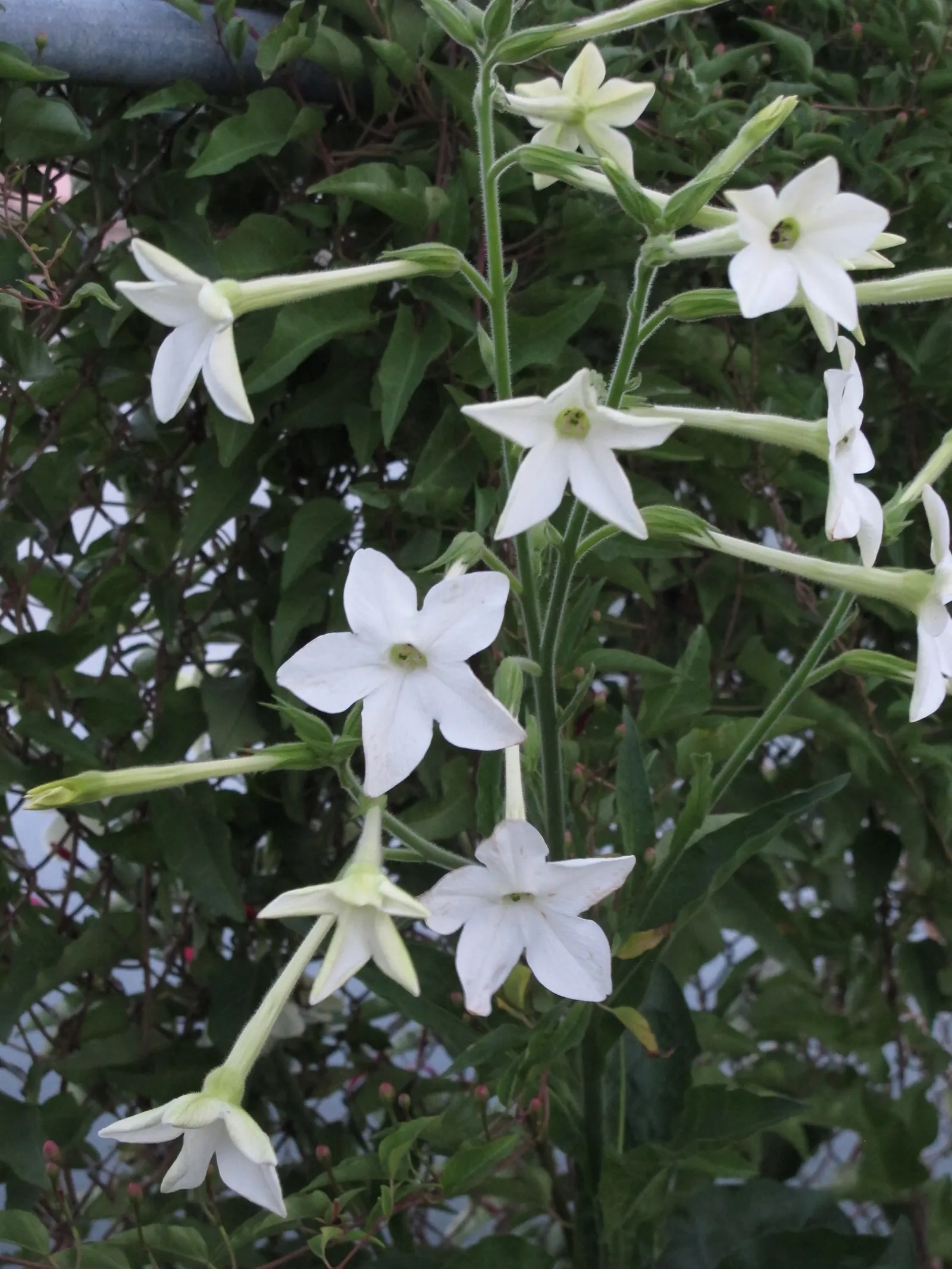 Flowering Tobacco (Nicotiana Alata) — fragrant blossoms that open in the evening; and are known to release their sweet scent most intensely in the evening