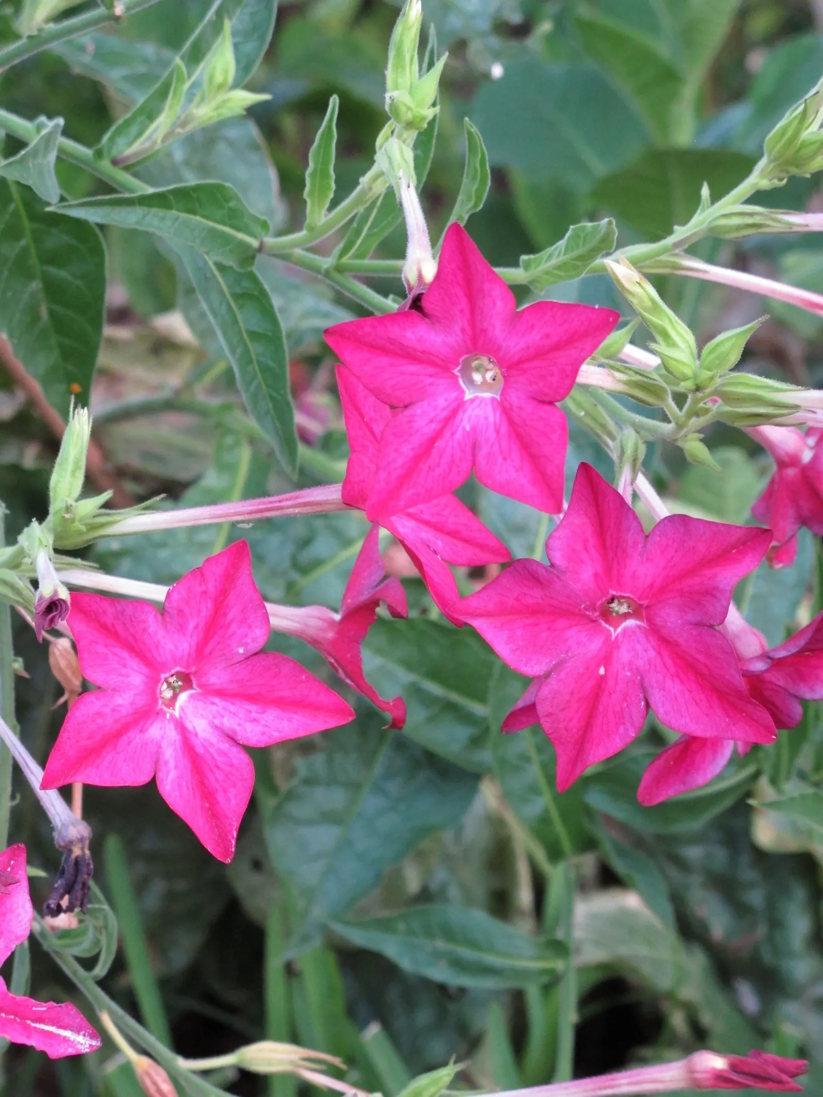 Flowering Tobacco (Nicotiana Alata) — Its stature enables it to serve as a captivating backdrop for lower-growing bedding plants; averaging 3-5 ft tall, with a