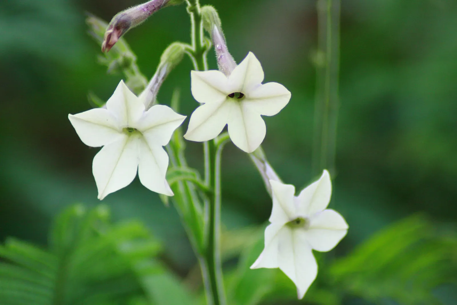Flowering Tobacco (Nicotiana Alata) — annual for full or half or shade