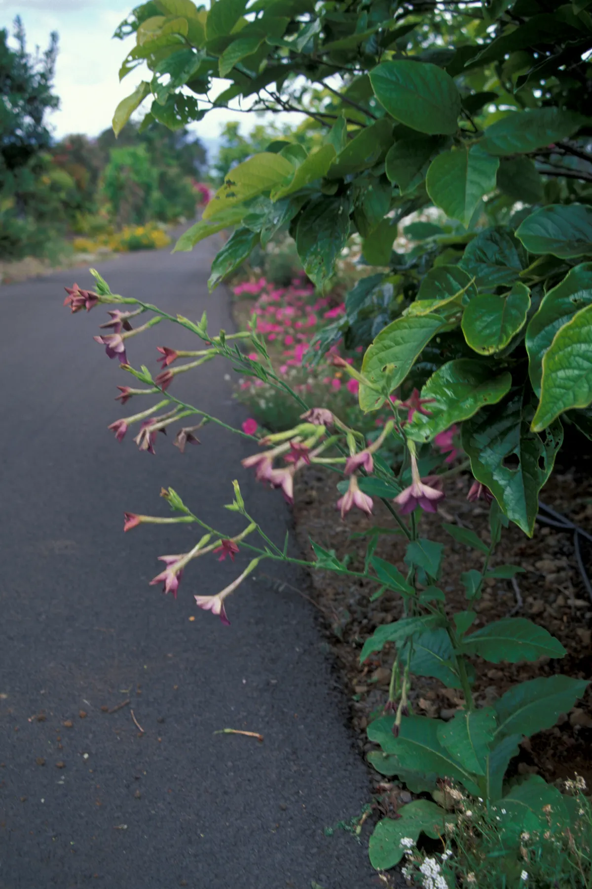 Flowering Tobacco (Nicotiana Alata) — Regular deadheading promotes continued blooming throughout the growing season; a member of the Solanaceae family