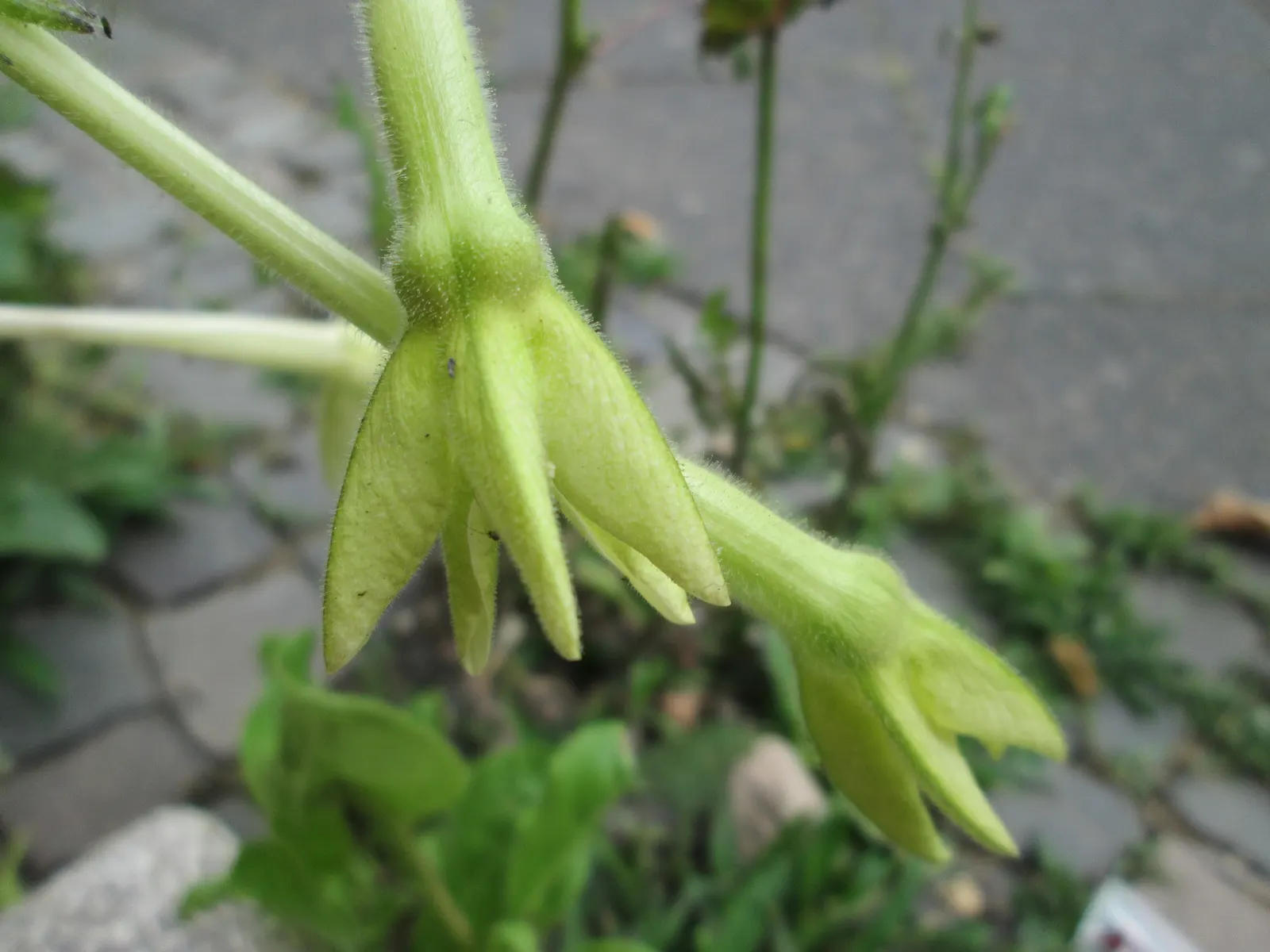 Flowering Tobacco (Nicotiana Alata) — Regular deadheading promotes continued blooming throughout the growing season