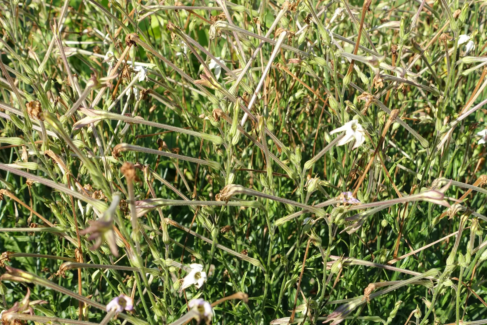 Flowering Tobacco (Nicotiana Alata) — Available in various colors