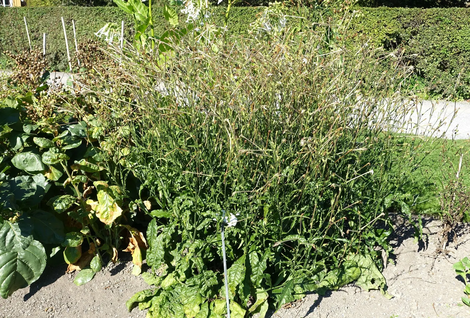 Flowering Tobacco (Nicotiana Alata) — ornamental plant that brings both visual appeal and aromatic delight to any landscape design