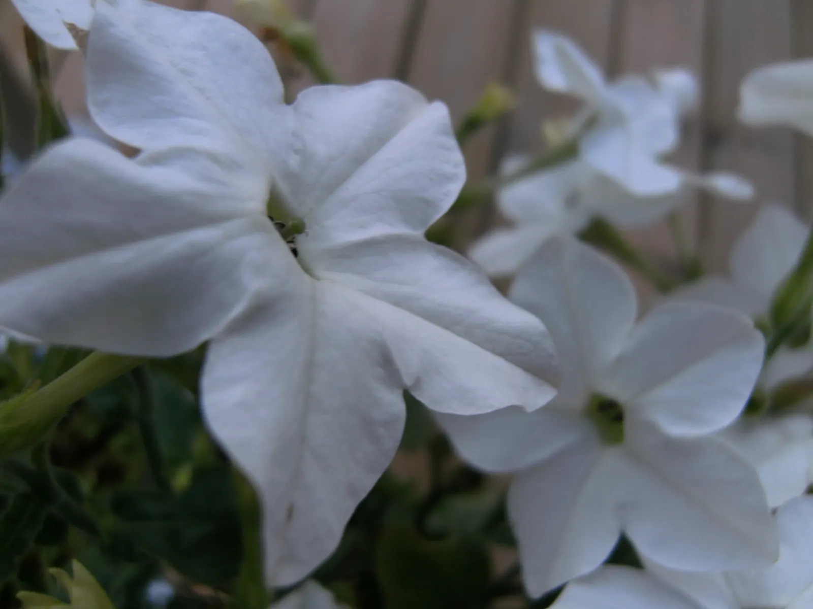 Flowering Tobacco (Nicotiana Alata) — and are known to release their sweet scent most intensely in the evening