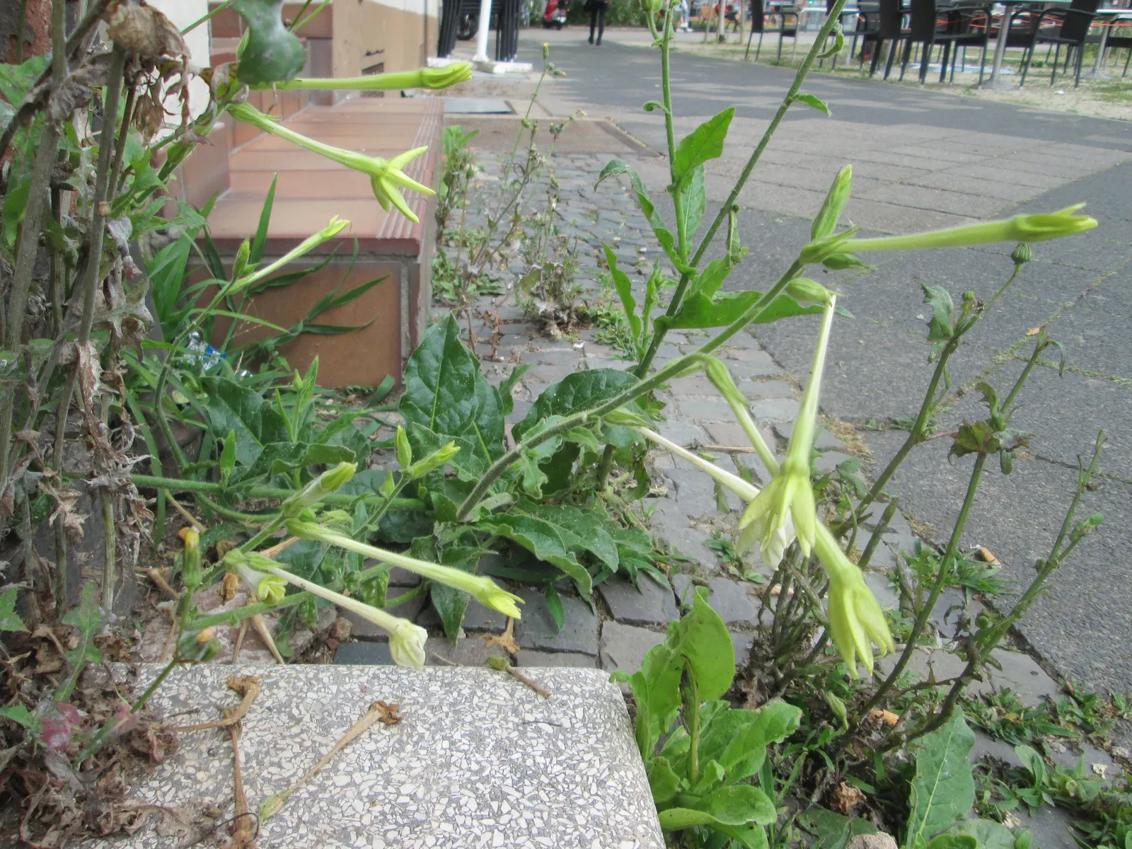Flowering Tobacco (Nicotiana Alata) — yellow flowers in the garden