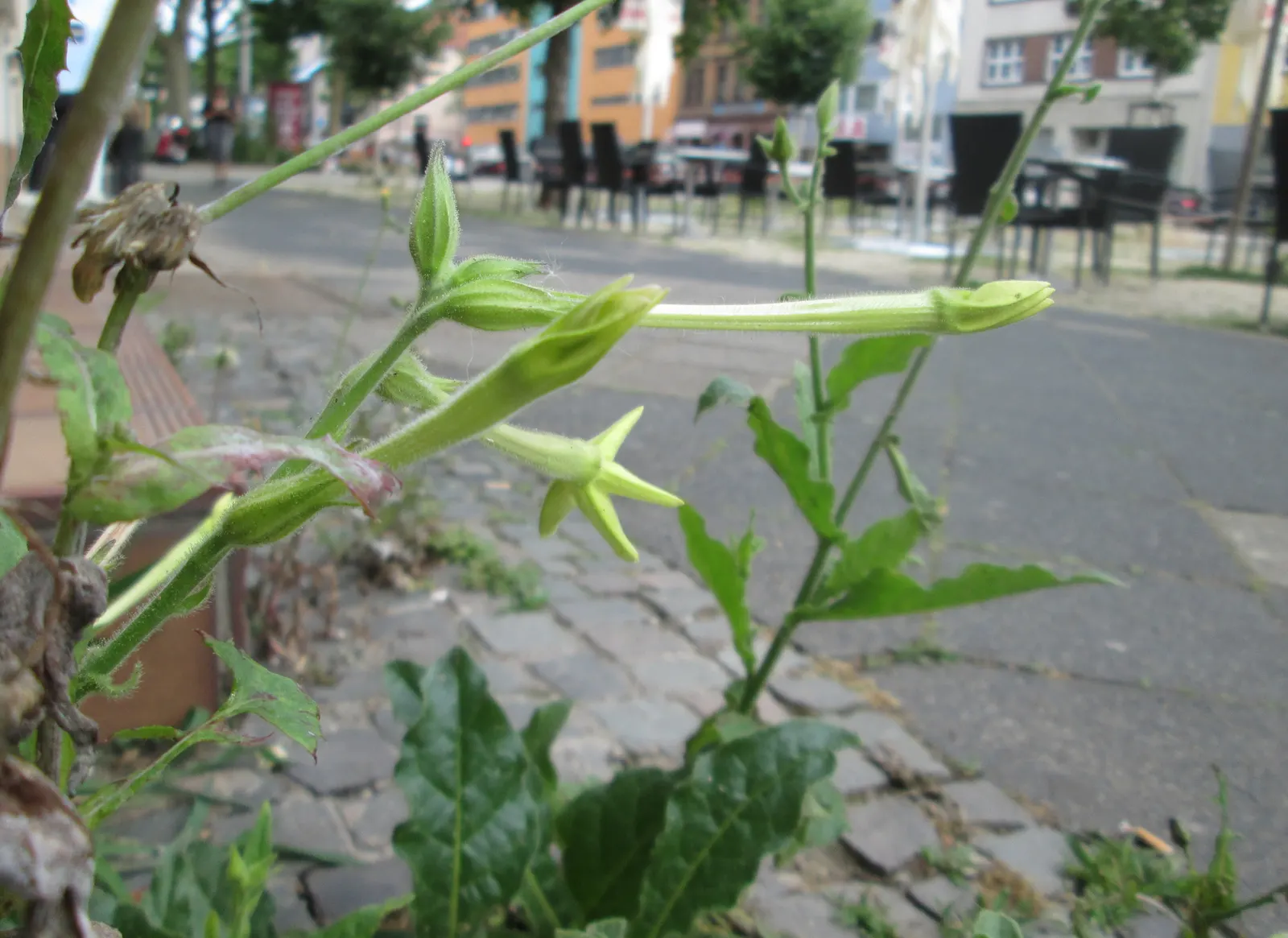 Flowering Tobacco (Nicotiana Alata) — Averaging 3-5 ft tall, with a spread of 1-2 ft, this annual thrives in full sun to partial shade