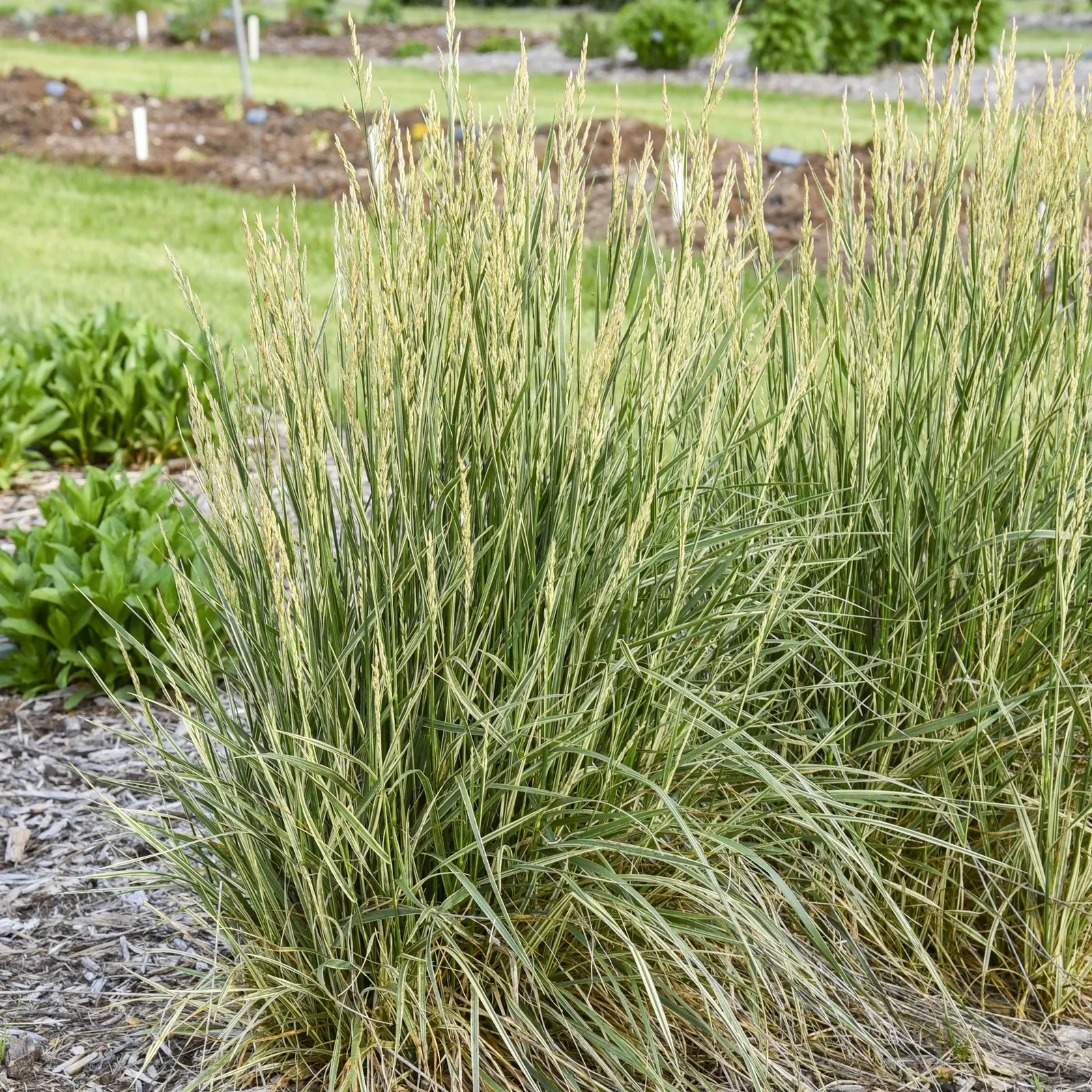 'Perfect Edging' Tall Fescue (Festuca arundinacea) — It grows 14-18 inches tall and spreads 18-24 inches wide