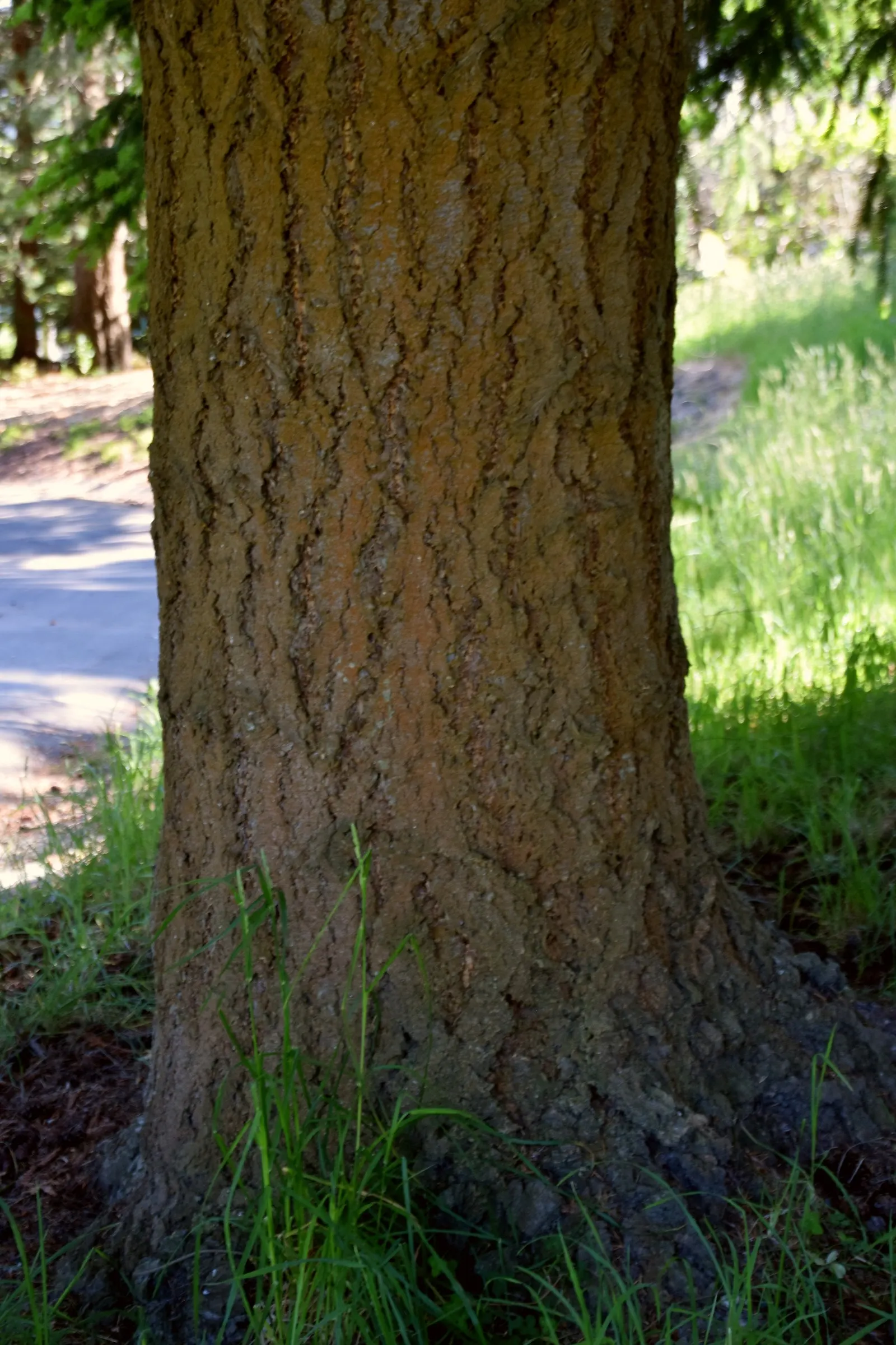 Douglas Fir (Pseudotsuga Menziesii) — Ideal for large-scale landscapes; conifer / tree for full or half