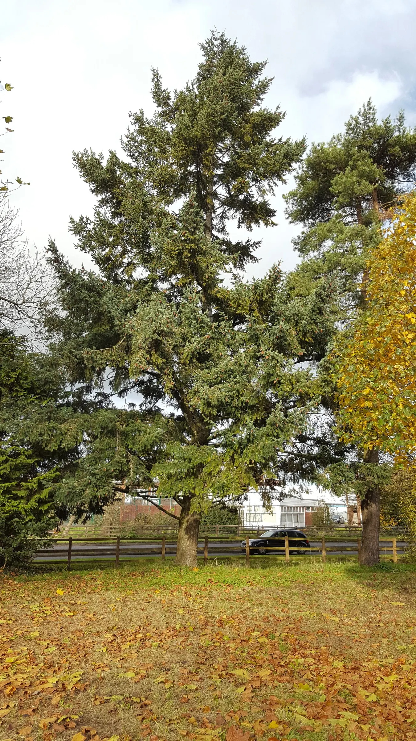 Douglas Fir (Pseudotsuga Menziesii) — hanging elegantly up to 4 inches long.<br><br>For the landscape designer