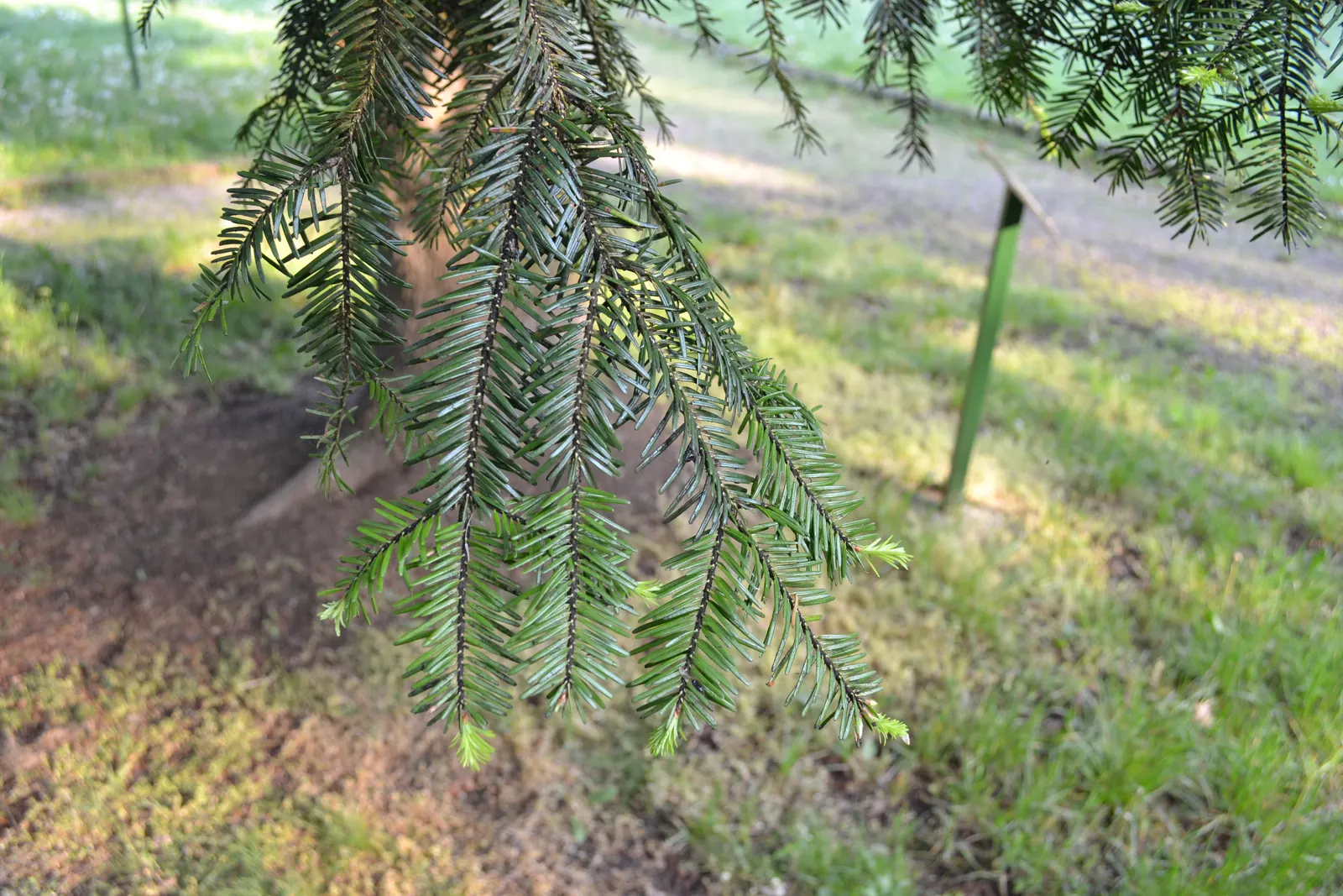 Douglas Fir (Pseudotsuga Menziesii) — often soaring between 40 feet and 70 feet in a cultivated landscape; it brings remarkable structure and year-round beauty