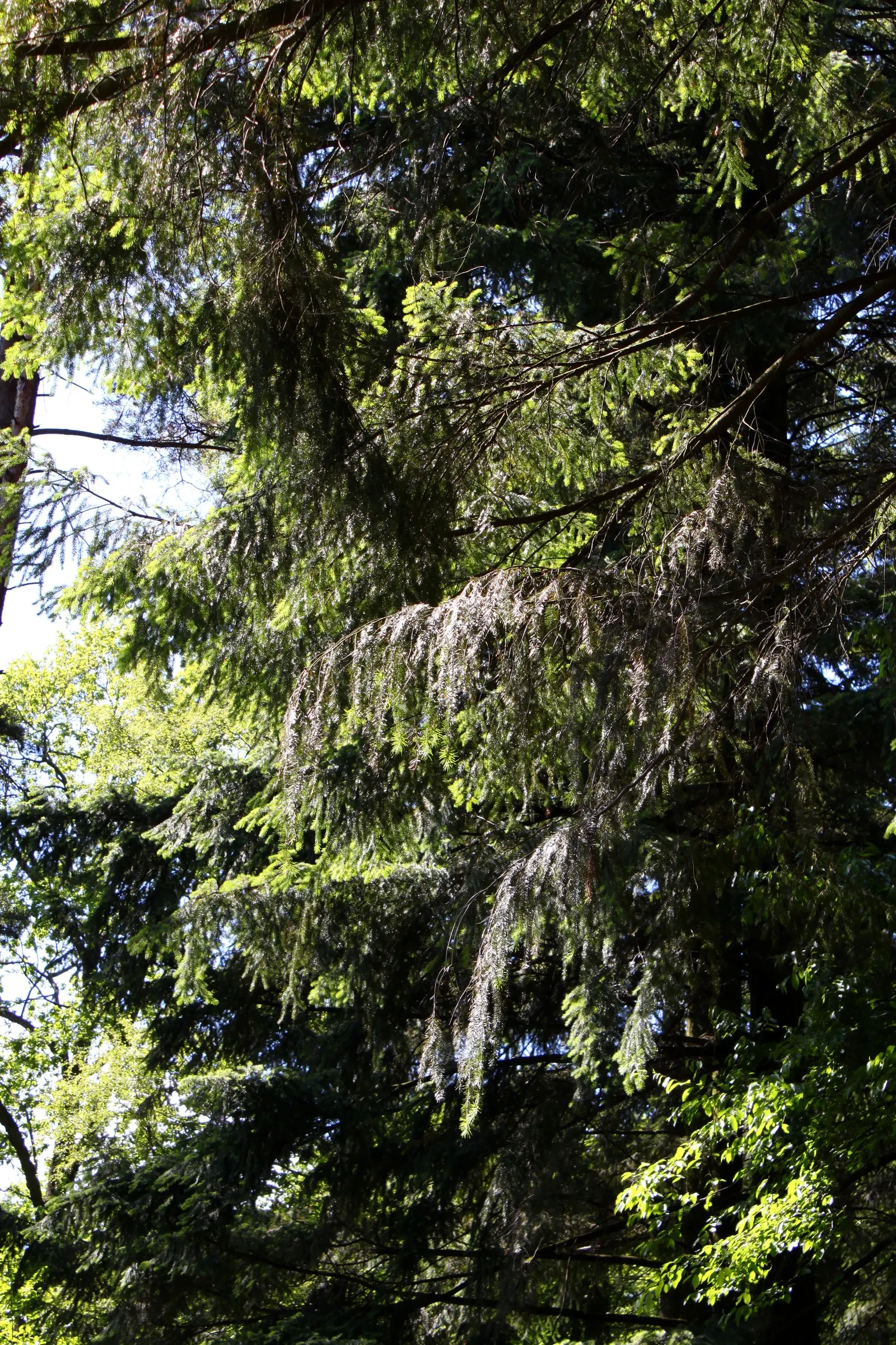 Douglas Fir (Pseudotsuga Menziesii) — it provides year-round greenery and requires minimal maintenance once established