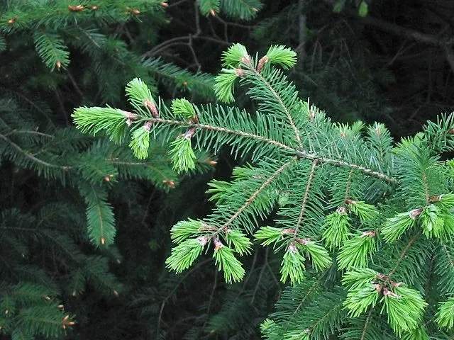 Douglas Fir (Pseudotsuga Menziesii) — adding to its ecological value
