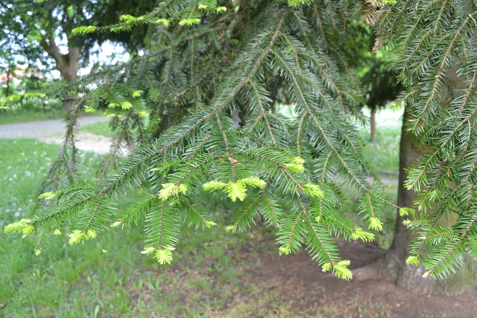 Douglas Fir (Pseudotsuga Menziesii) — it provides year-round greenery and requires minimal maintenance once established; more commonly known as the Douglas Fir