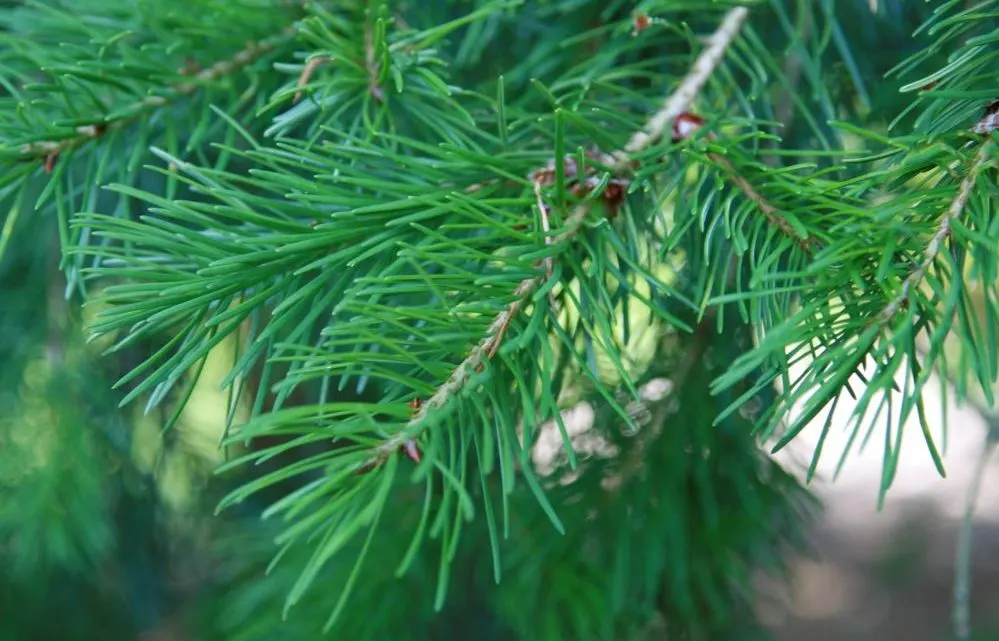 Douglas Fir (Pseudotsuga Menziesii) — hanging elegantly up to 4 inches long.<br><br>For the landscape designer; its young cones emerge as reddish-brown and