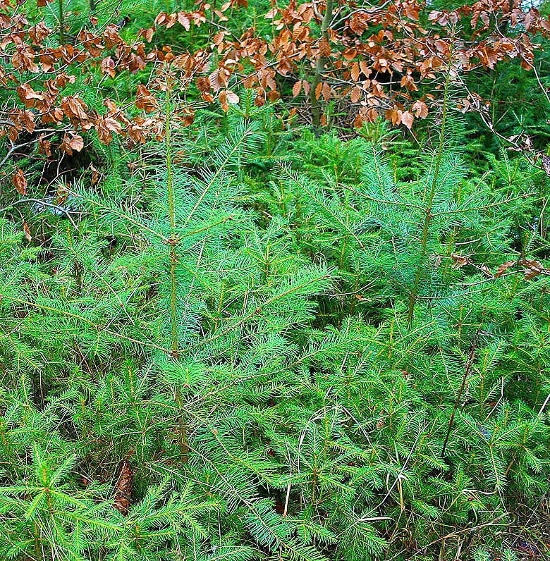 Douglas Fir (Pseudotsuga Menziesii) — This majestic tree is a long-lived specimen, adding vertical grandeur to any design