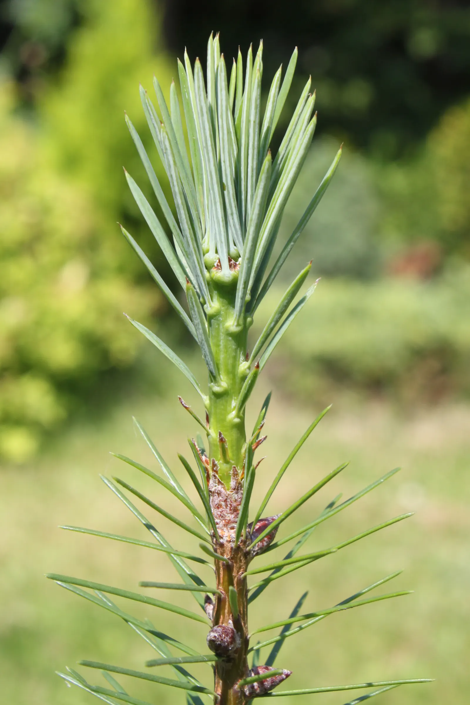 Douglas Fir (Pseudotsuga Menziesii) — Ideal for large-scale landscapes