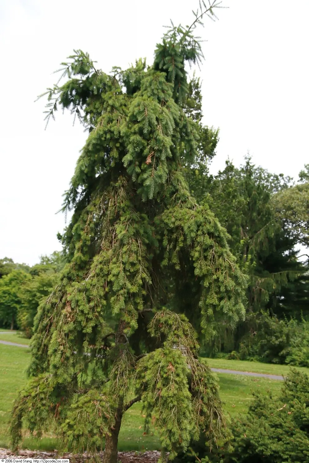 Douglas Fir (Pseudotsuga Menziesii) — Noted for its conical shape; it's crucial to account for the Douglas Fir's substantial size and growth habit