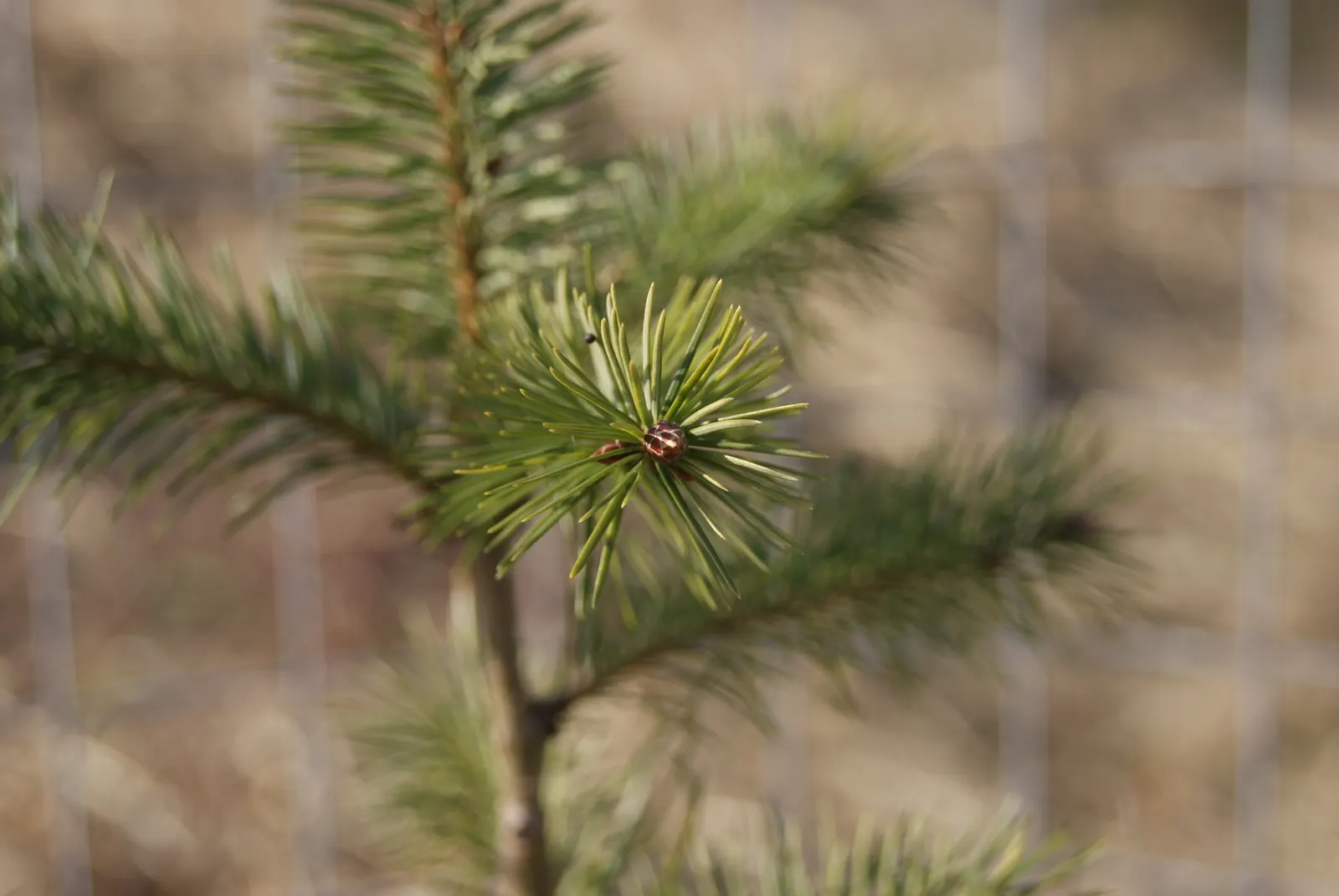Douglas Fir (Pseudotsuga Menziesii) — native to the western United States