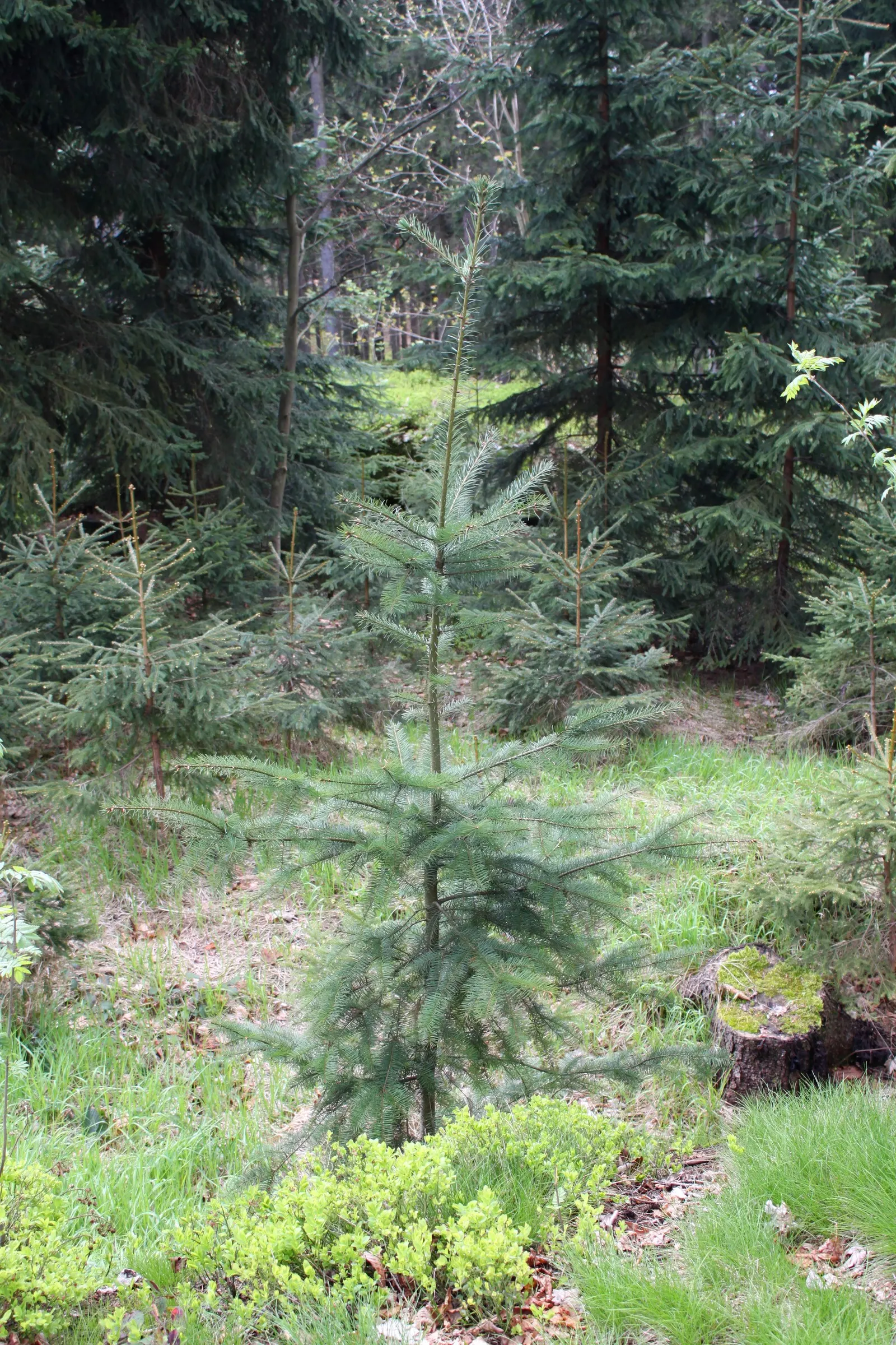 Douglas Fir (Pseudotsuga Menziesii) — with some specimens in the wild exceeding 250 feet tall; this majestic tree is a long-lived specimen, adding vertical