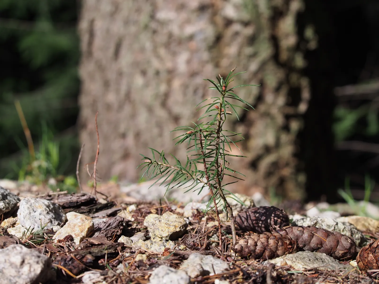 Douglas Fir (Pseudotsuga Menziesii) — The Douglas Fir (Pseudotsuga menziesii) is a coniferous evergreen; ideal for large-scale landscapes