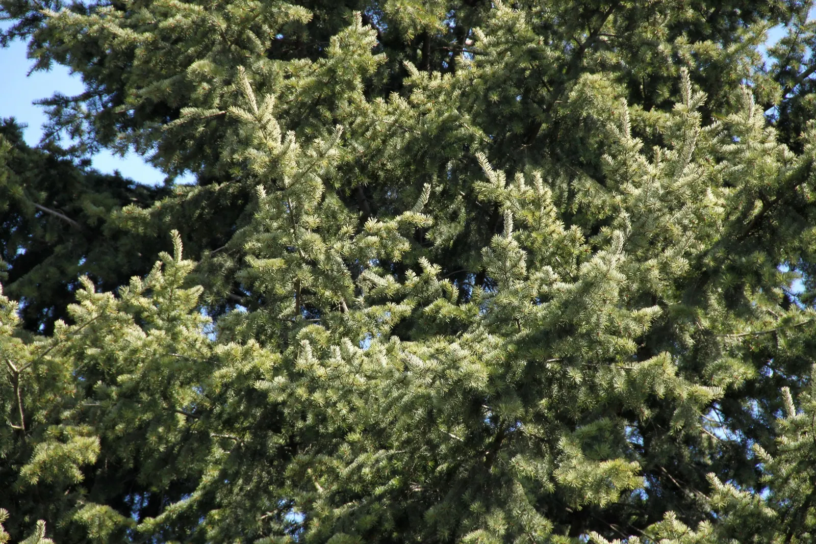 Douglas Fir (Pseudotsuga Menziesii) — boasting a rich green color that provides year-round interest