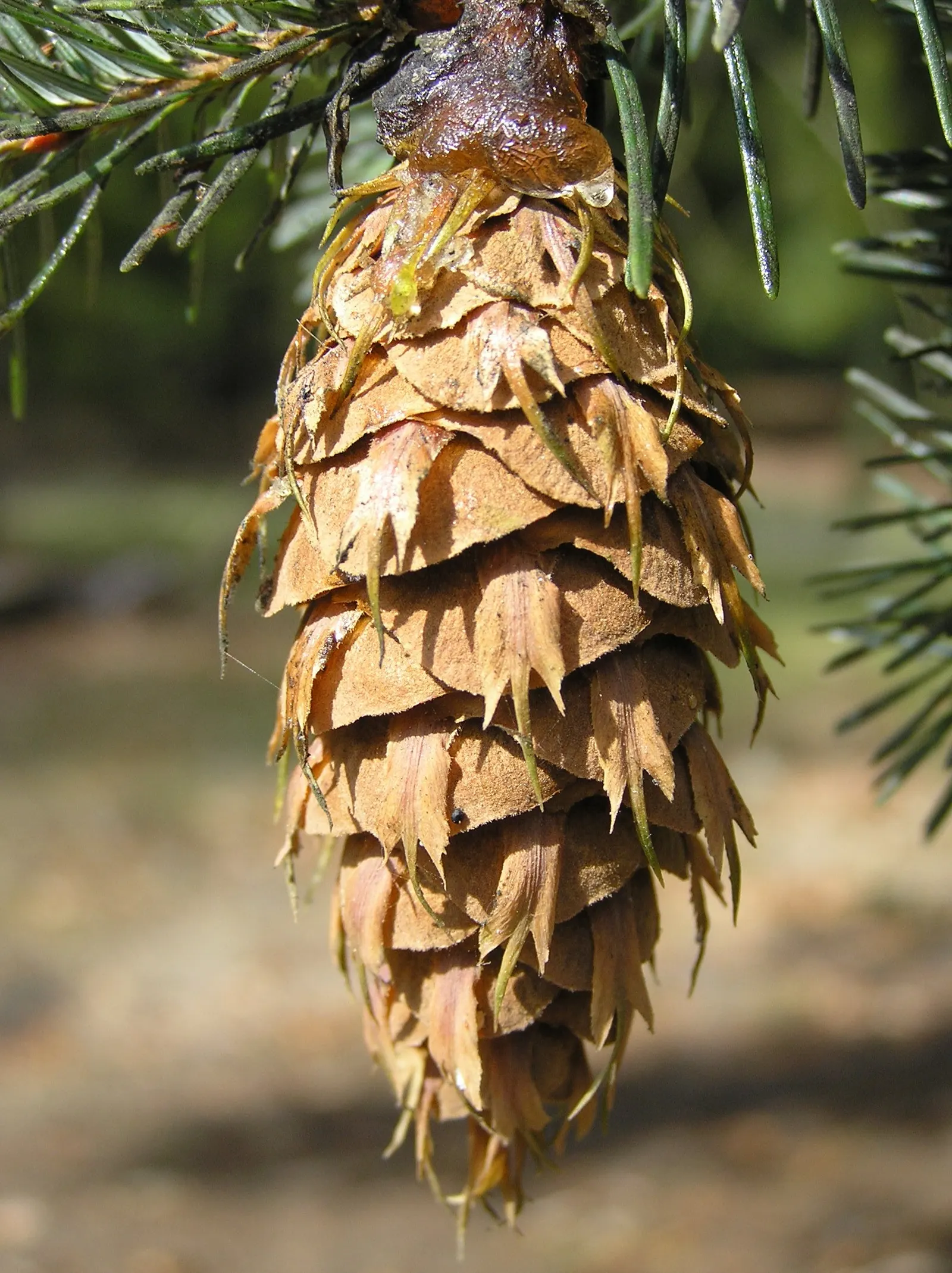 Douglas Fir (Pseudotsuga Menziesii) — boasting a rich green color that provides year-round interest; this species is tolerant of a variety of conditions but