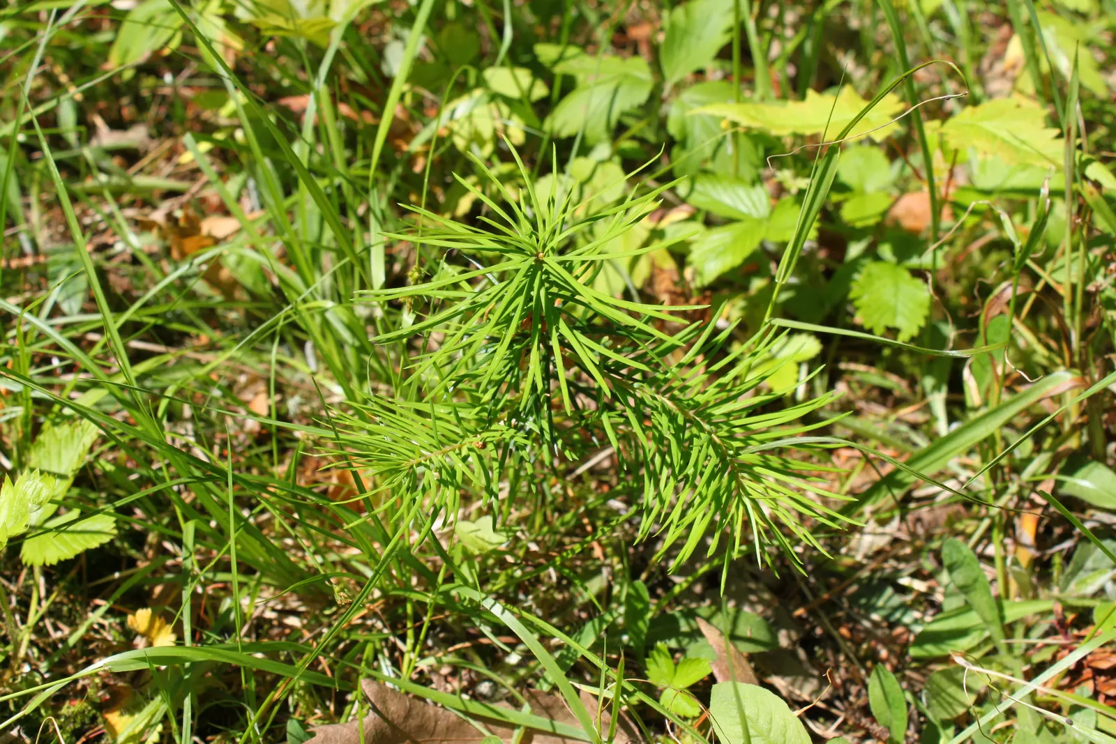 Douglas Fir (Pseudotsuga Menziesii) — it brings remarkable structure and year-round beauty to the landscape