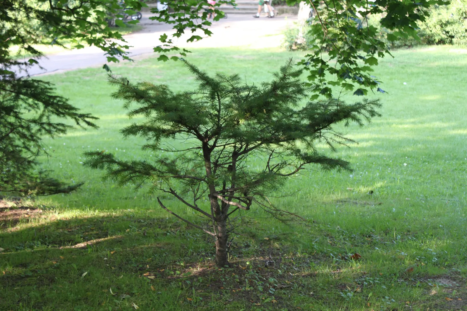 Douglas Fir (Pseudotsuga Menziesii) — The Douglas Fir (Pseudotsuga menziesii) is a coniferous evergreen
