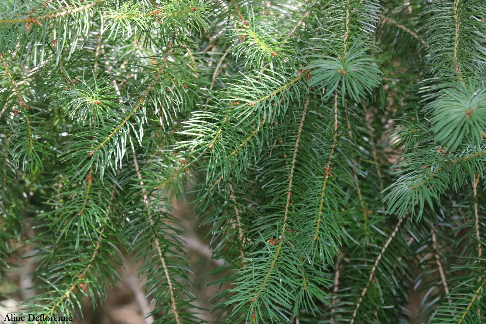 Douglas Fir (Pseudotsuga Menziesii) — towering up to 230 feet tall with a 4 to 6 feet diameter; often soaring between 40 feet and 70 feet in a cultivated