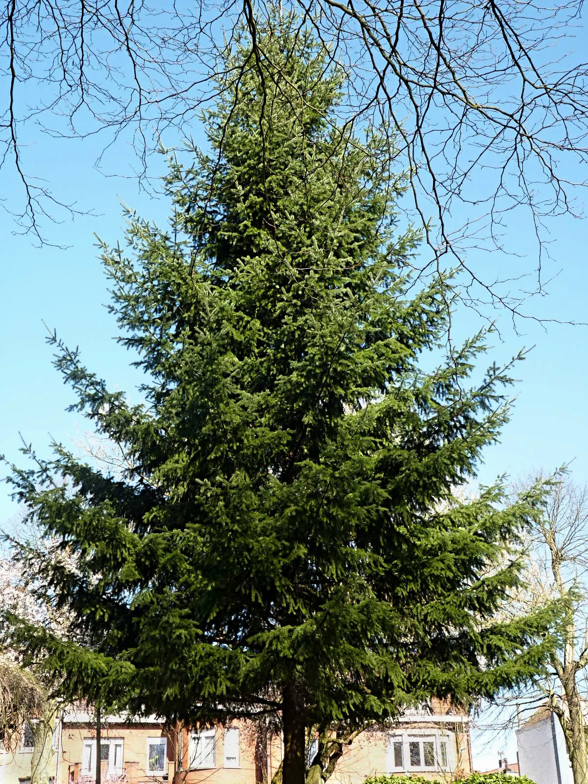 Douglas Fir (Pseudotsuga Menziesii) — native to the western United States; reaches impressive heights