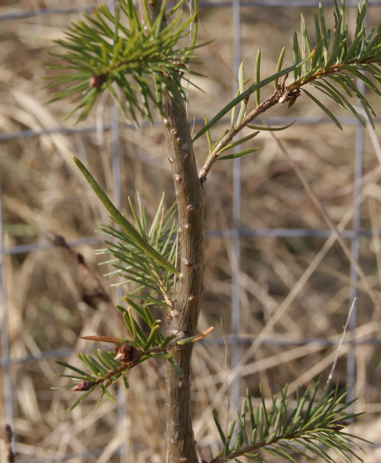 Douglas Fir (Pseudotsuga Menziesii) — It prefers full sun to partial shade and thrives in well-drained, slightly acidic to neutral soil