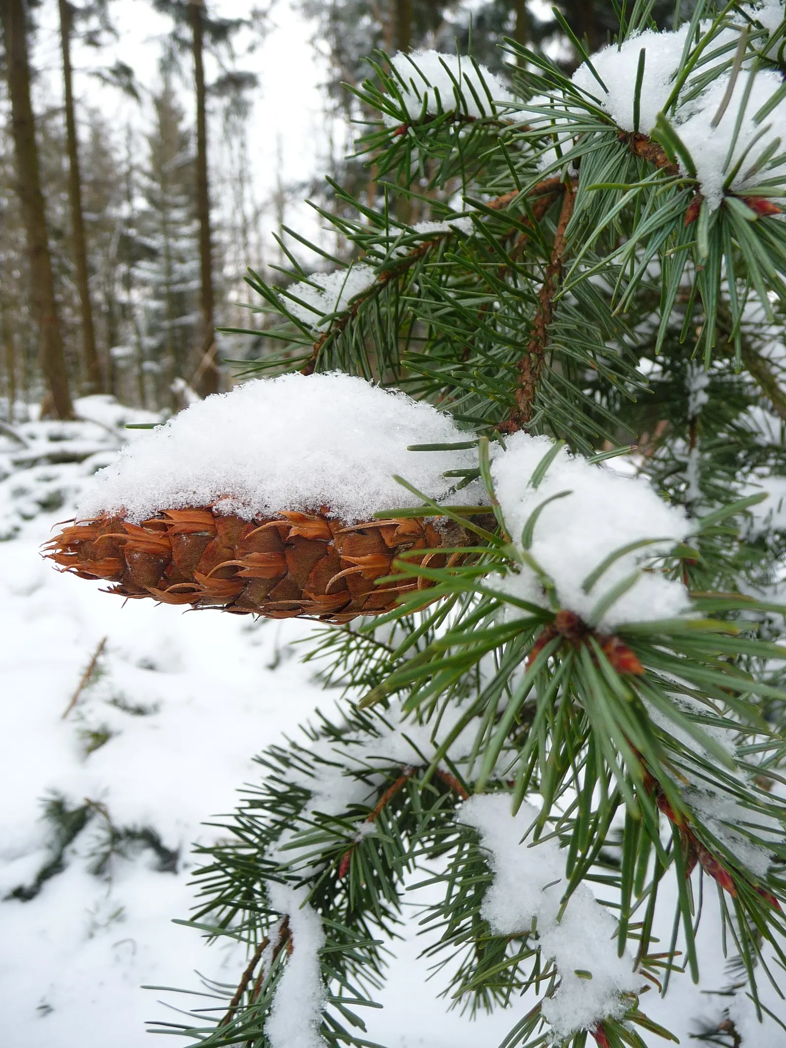 Douglas Fir (Pseudotsuga Menziesii) — These needles radiate around the branch, creating a full and lush appearance