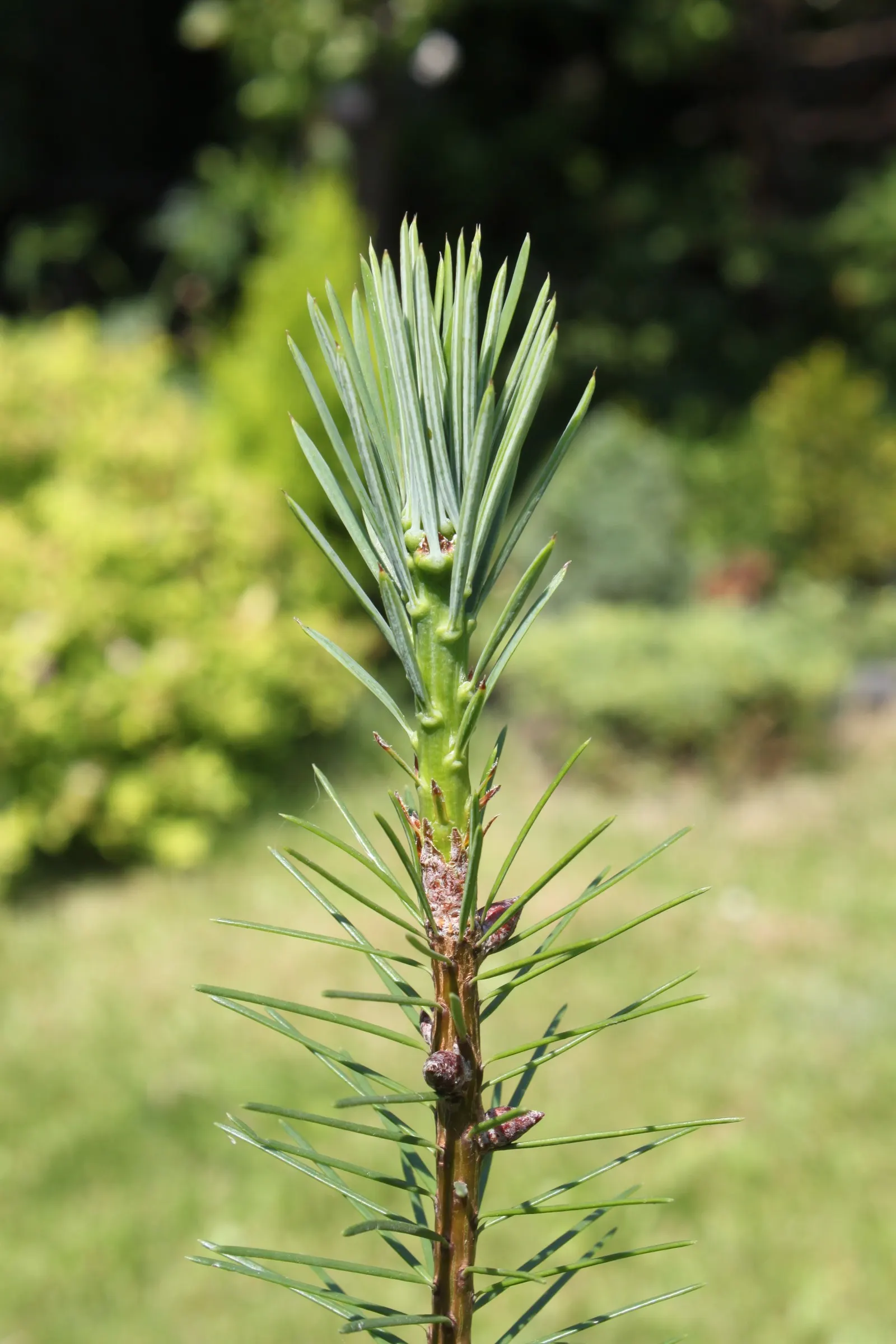 Douglas Fir (Pseudotsuga Menziesii) — is an esteemed conifer highly valued in landscape design for its majestic stature and resilience