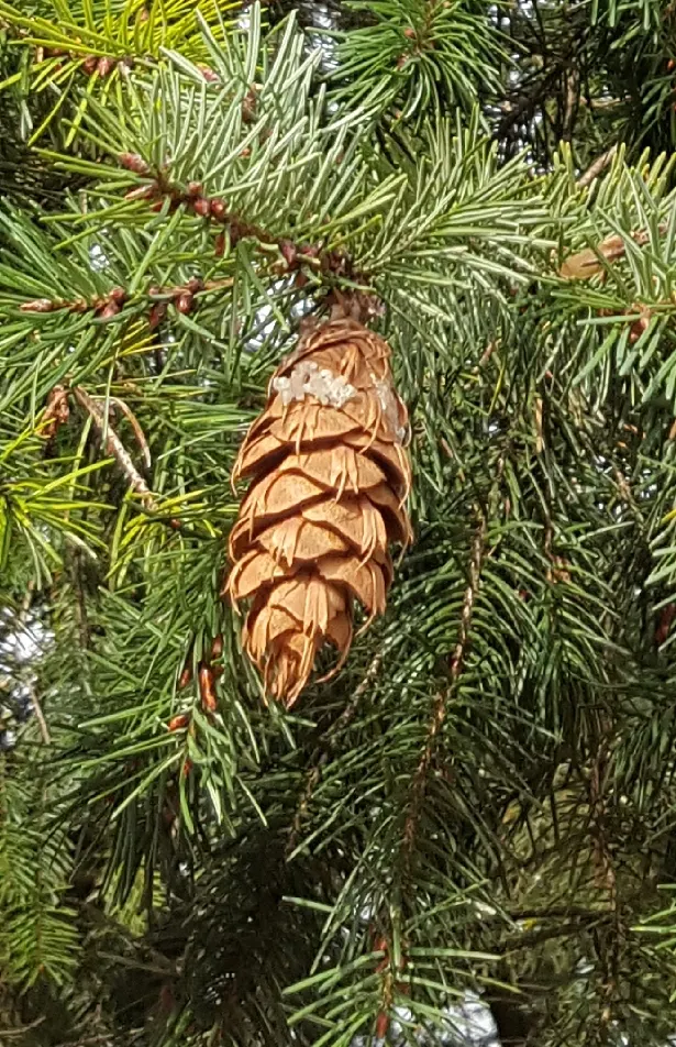 Douglas Fir (Pseudotsuga Menziesii) — This majestic tree is a long-lived specimen, adding vertical grandeur to any design; boasting a rich green color that