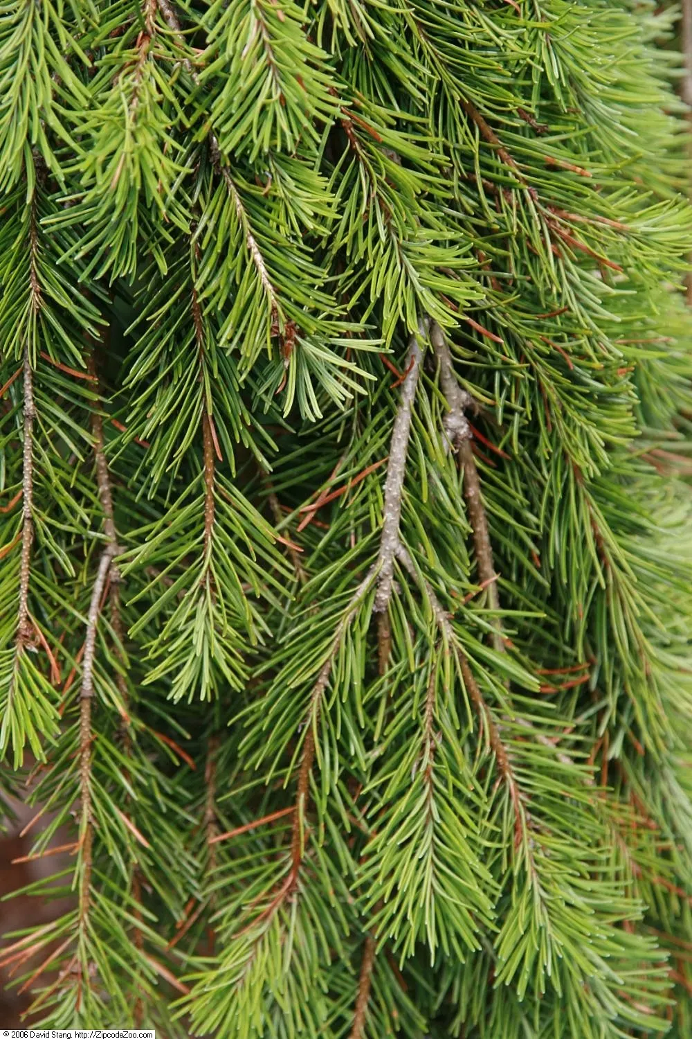 Douglas Fir (Pseudotsuga Menziesii) — conifer / tree for full or half