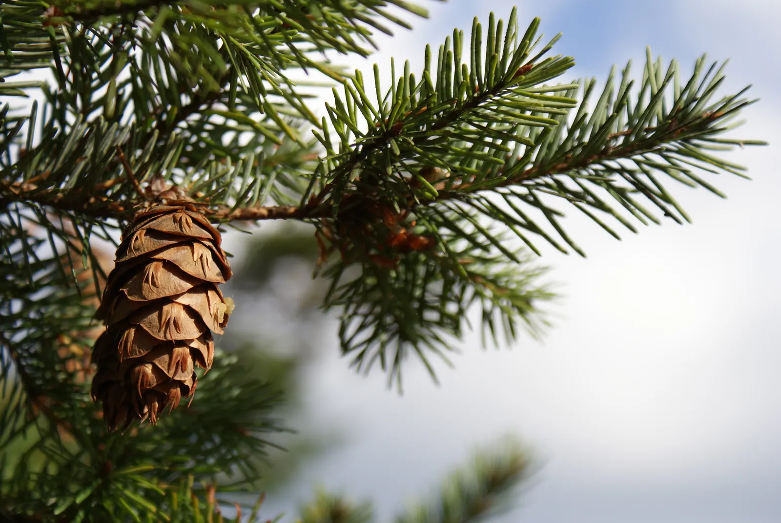 Douglas Fir (Pseudotsuga Menziesii) — is an esteemed conifer highly valued in landscape design for its majestic stature and resilience; noted for its conical
