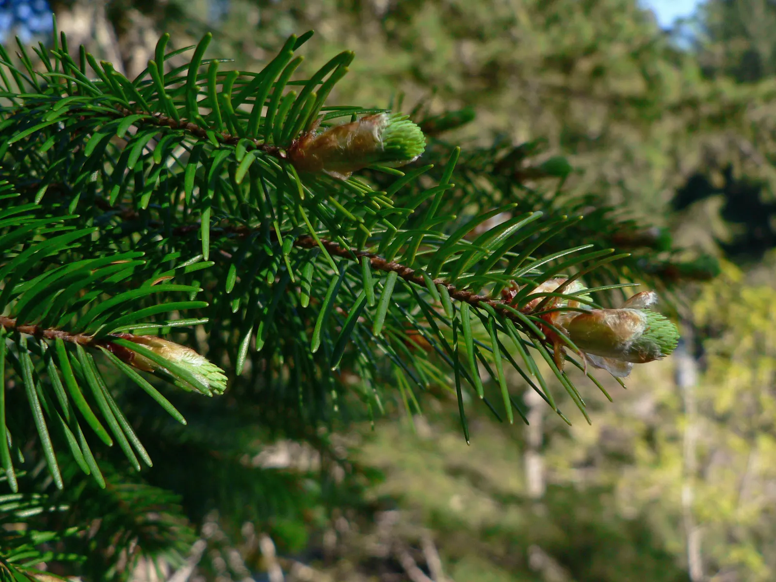 Douglas Fir (Pseudotsuga Menziesii) — reaches impressive heights