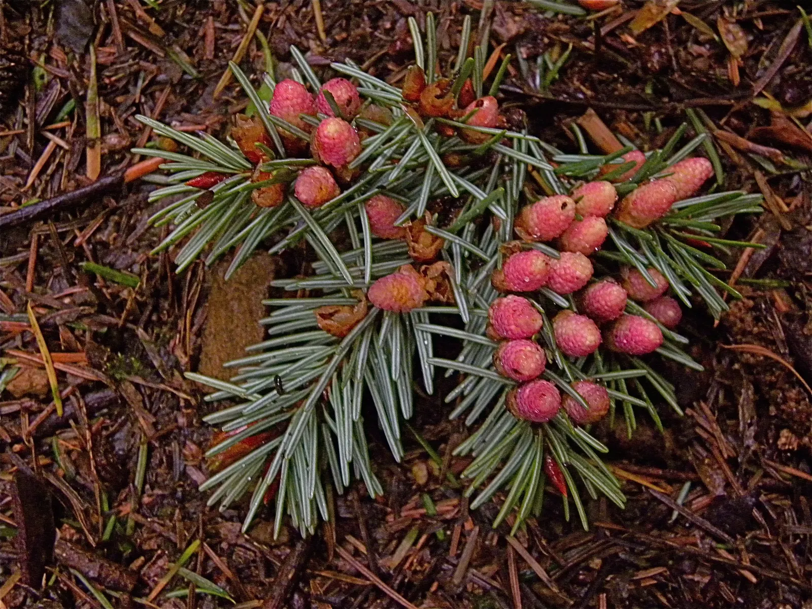 Douglas Fir (Pseudotsuga Menziesii) — reaches impressive heights; hanging elegantly up to 4 inches long.<br><br>For the landscape designer