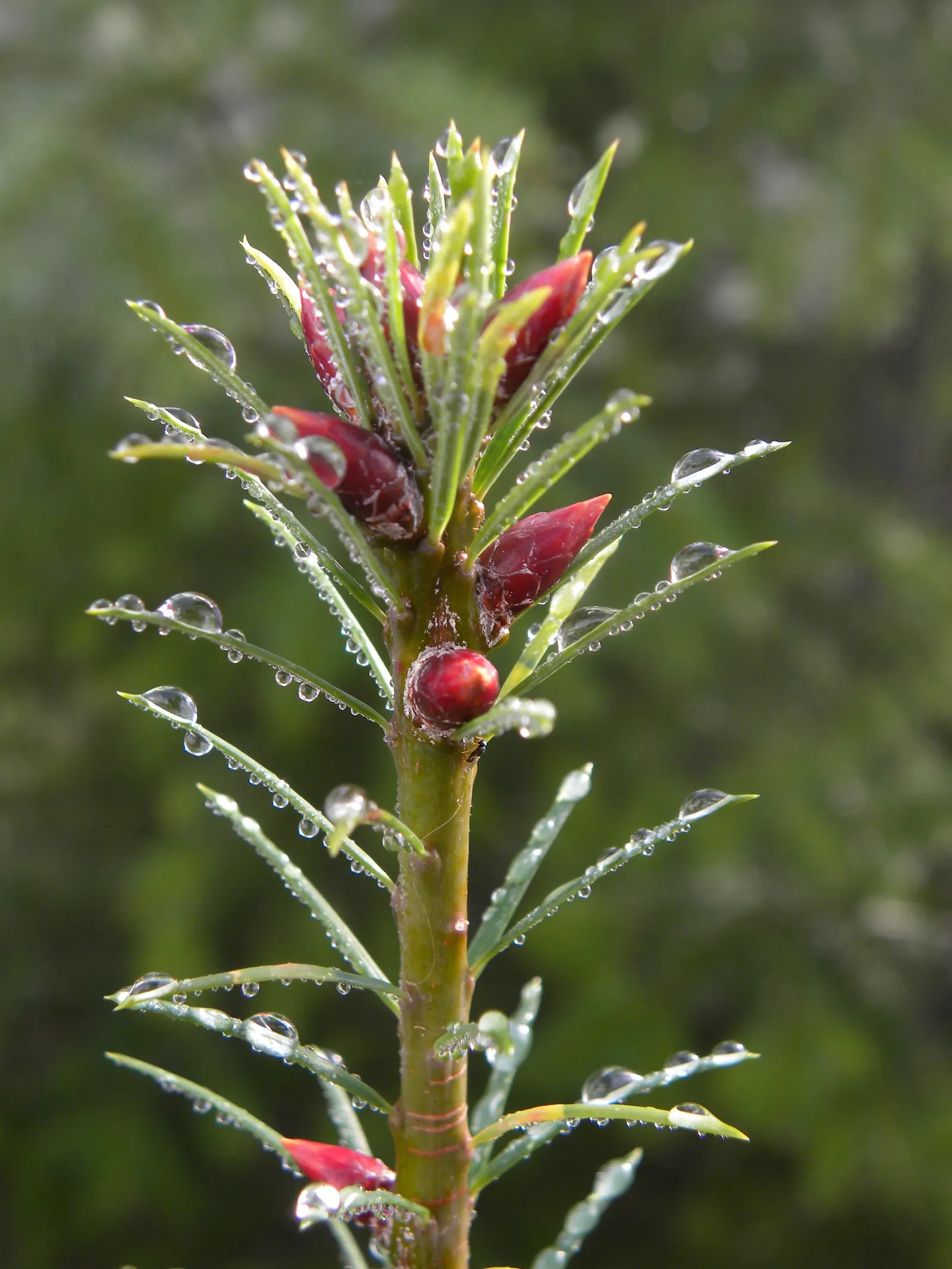 Douglas Fir (Pseudotsuga Menziesii) — often soaring between 40 feet and 70 feet in a cultivated landscape