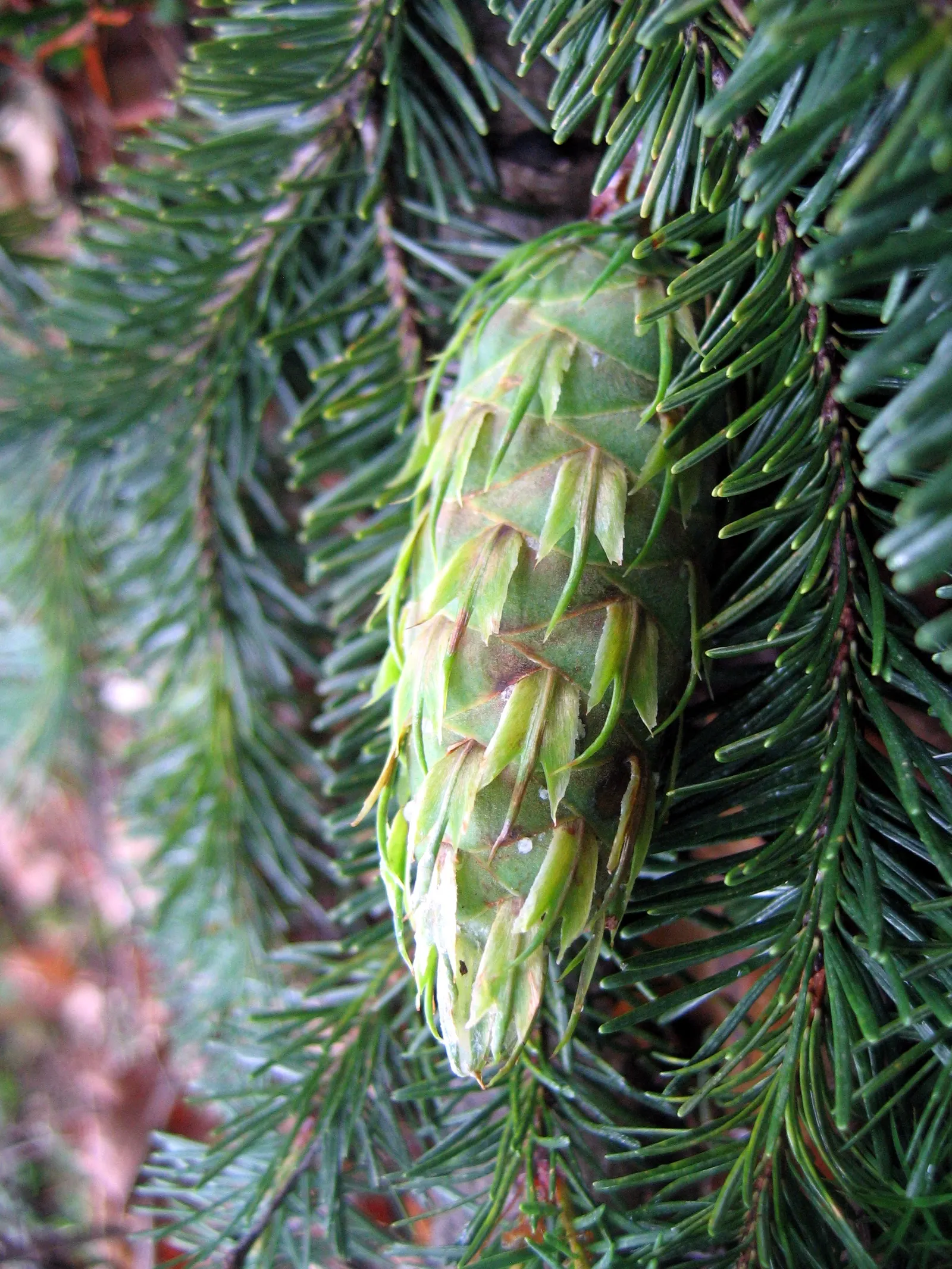 Douglas Fir (Pseudotsuga Menziesii) — Its spread can be quite formidable, image 38
